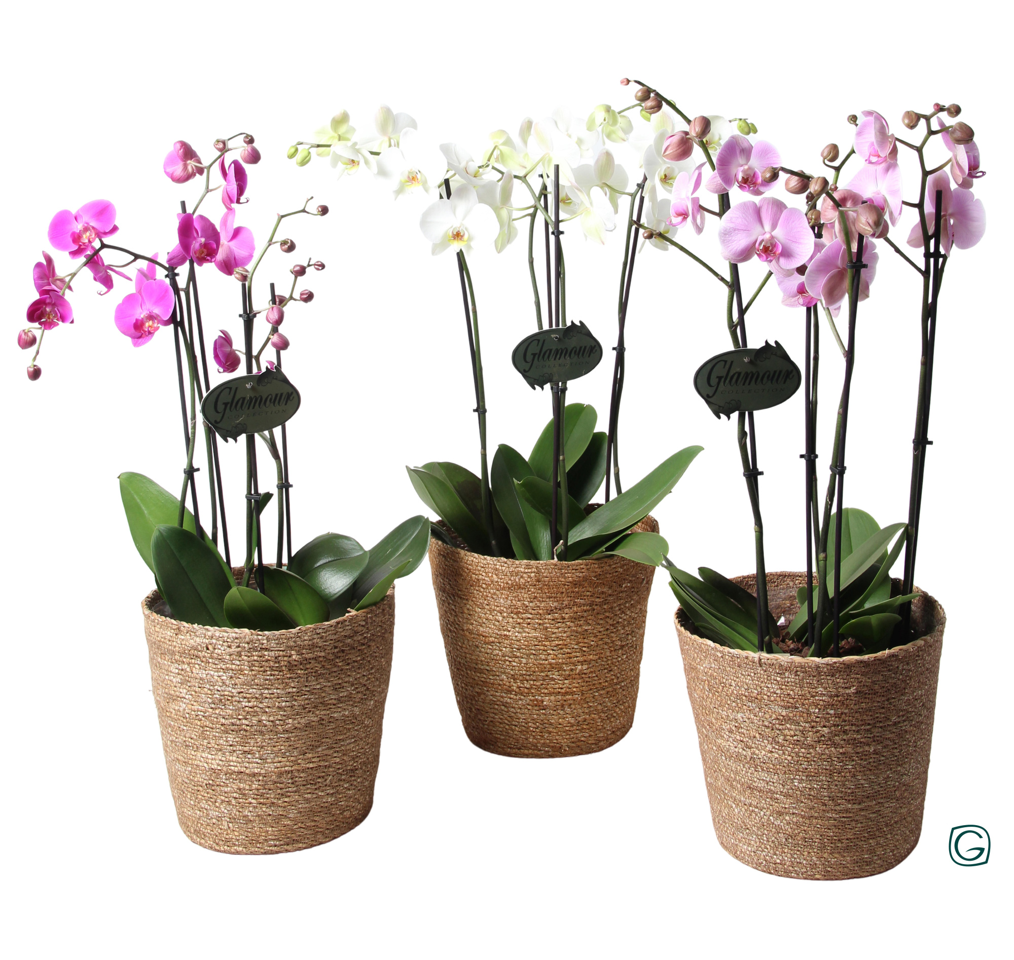 Phalaenopsis XXL 4 tk mix in natural basket, D 23 cm