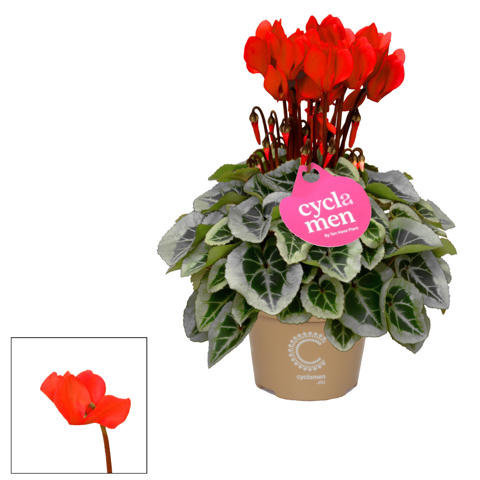 Cyclamen SS Picasso Rood, D 11 cm