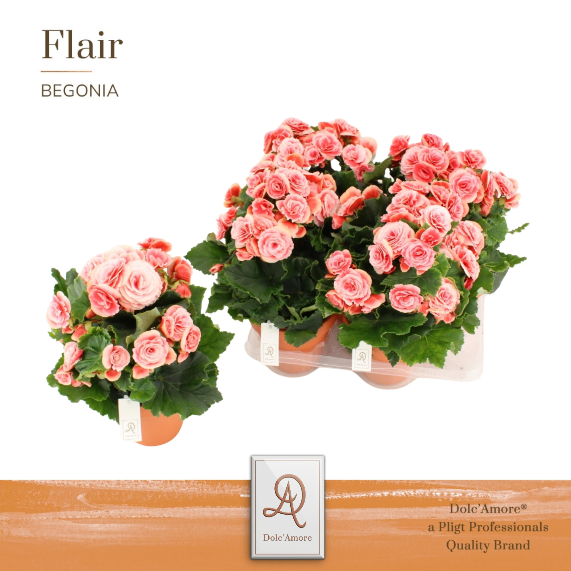 Begonia Borias P14 Dolc'Amore® Terracotta Keramiek, D 14 cm