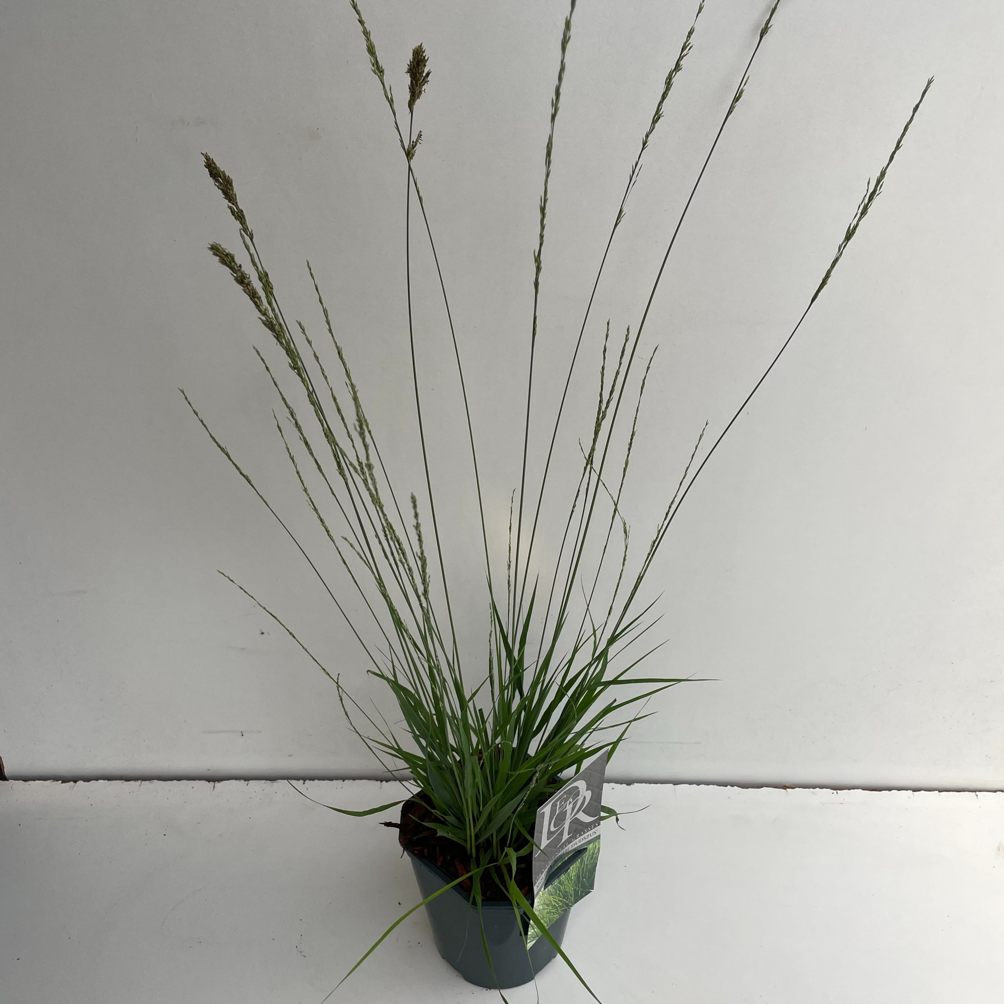 Molinia 'Edith Dudszus', D 17 cm