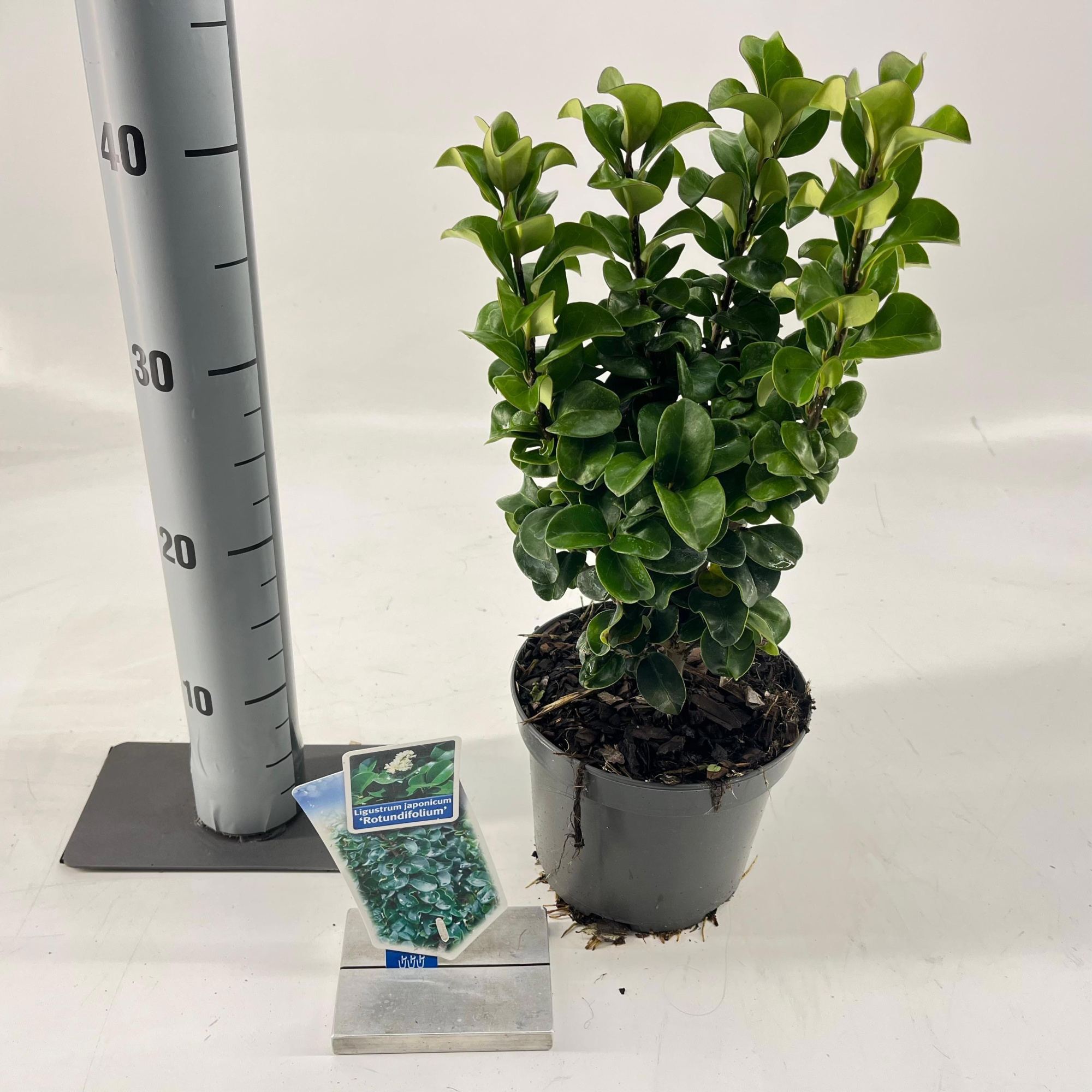 Ligustrum jap. 'Rotundifolium', D 17 cm