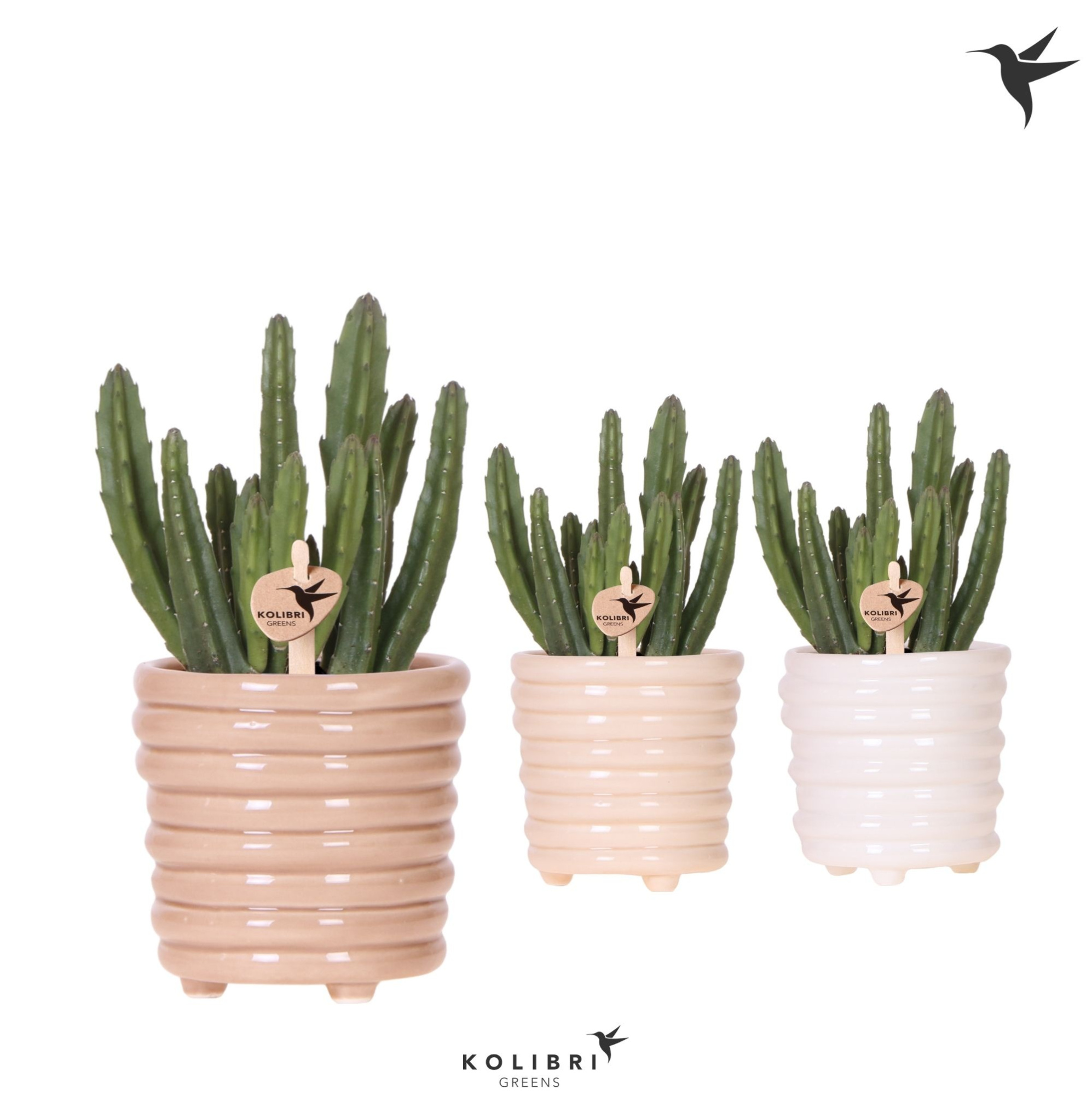 Kolibri Greens Stapelia Leendertziae in Ring pot mix, D 9 cm