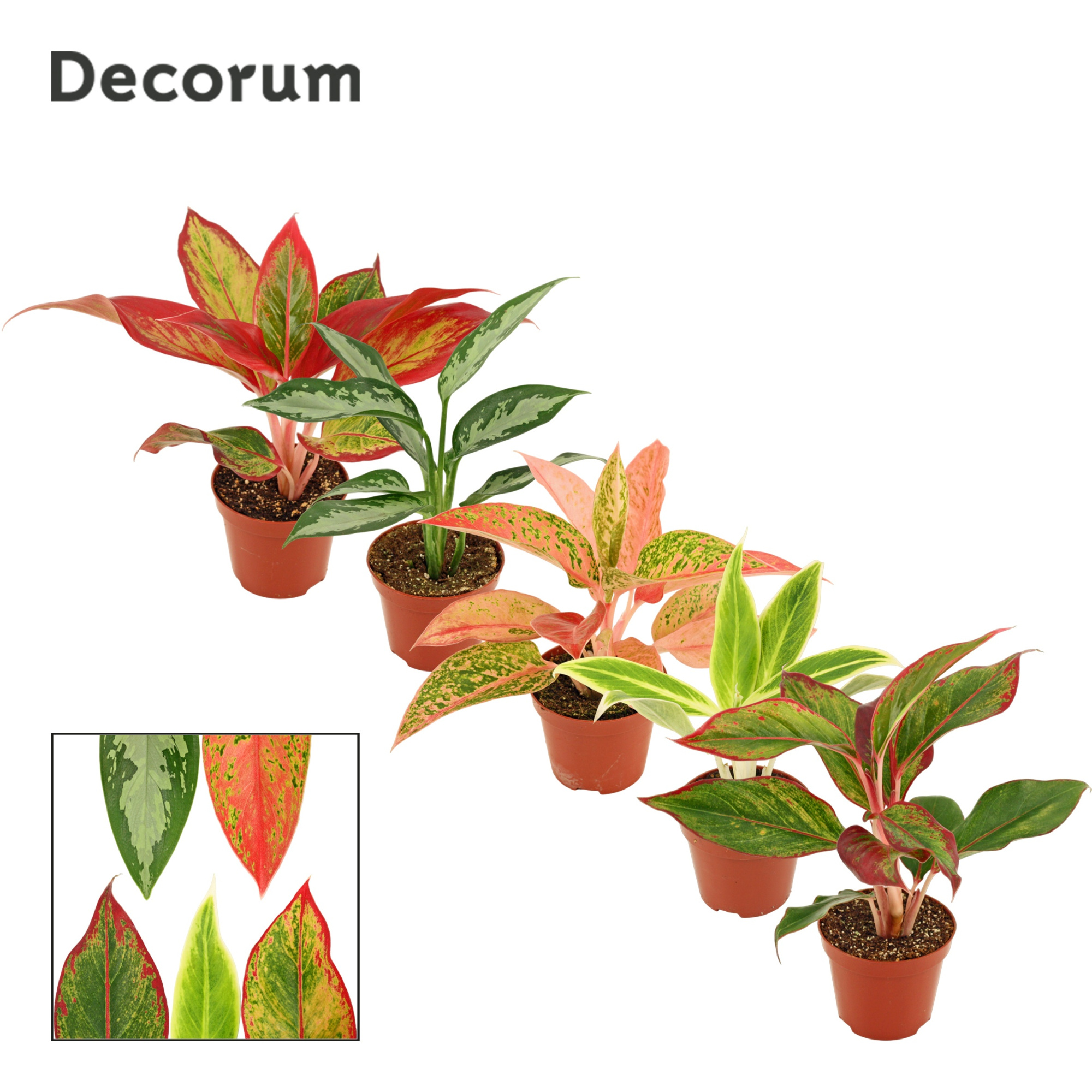 Aglaonema mix 9 cm (Decorum), D 9 cm