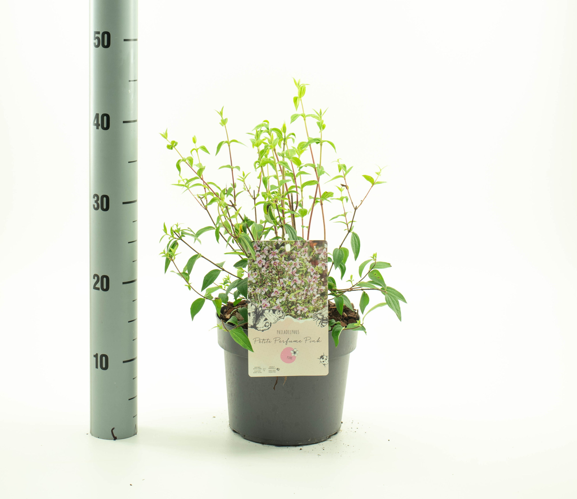 Philadelphus 'Petite Perfume Pink' pbr, D 19 cm