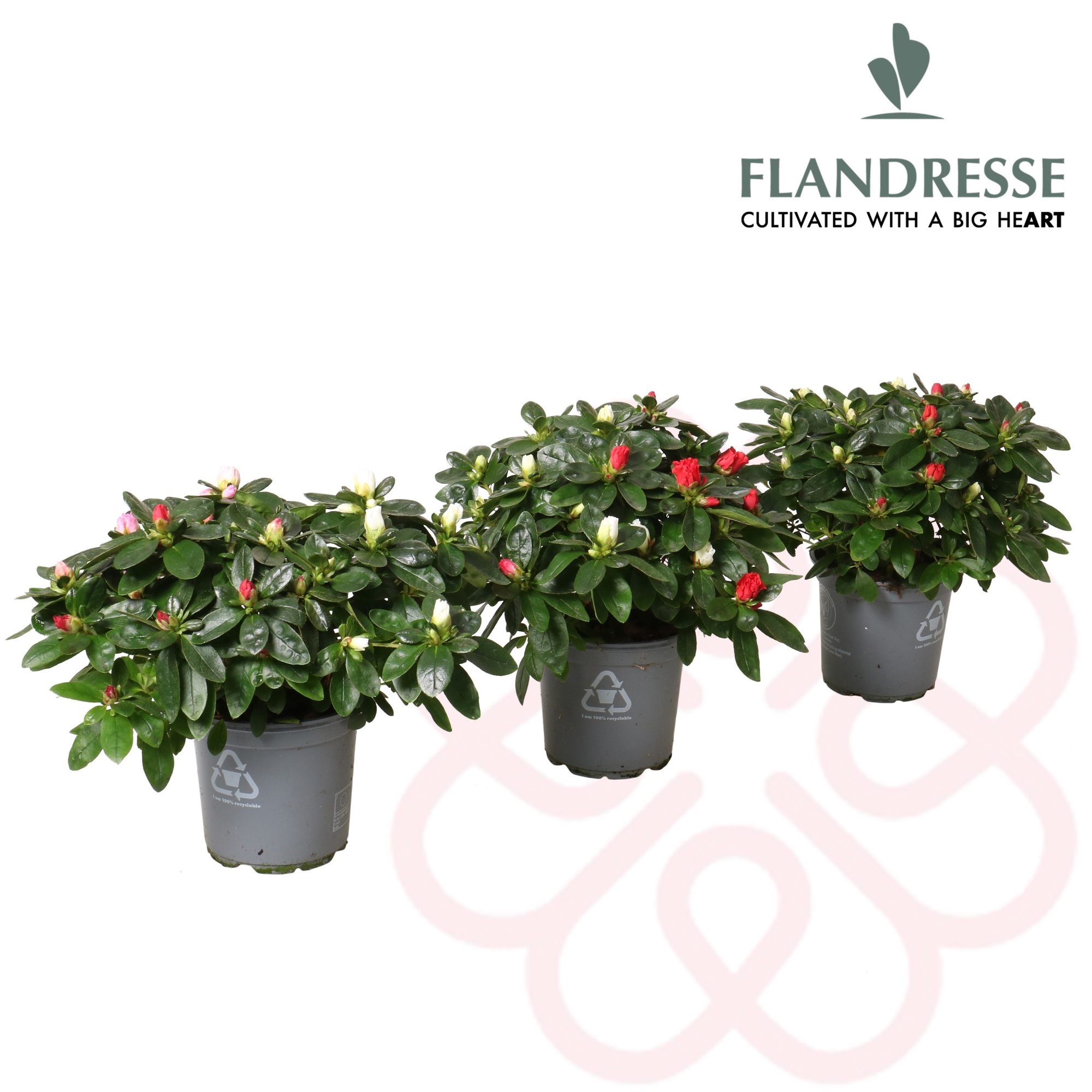 Azalea Flandresse® 'Multicolor' 22-25 cm, D 12 cm