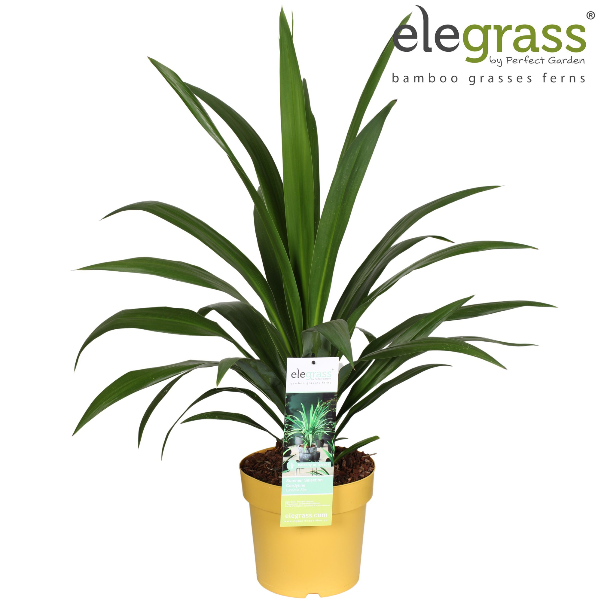 Cordyline 'Emerald Star' P23, D 23