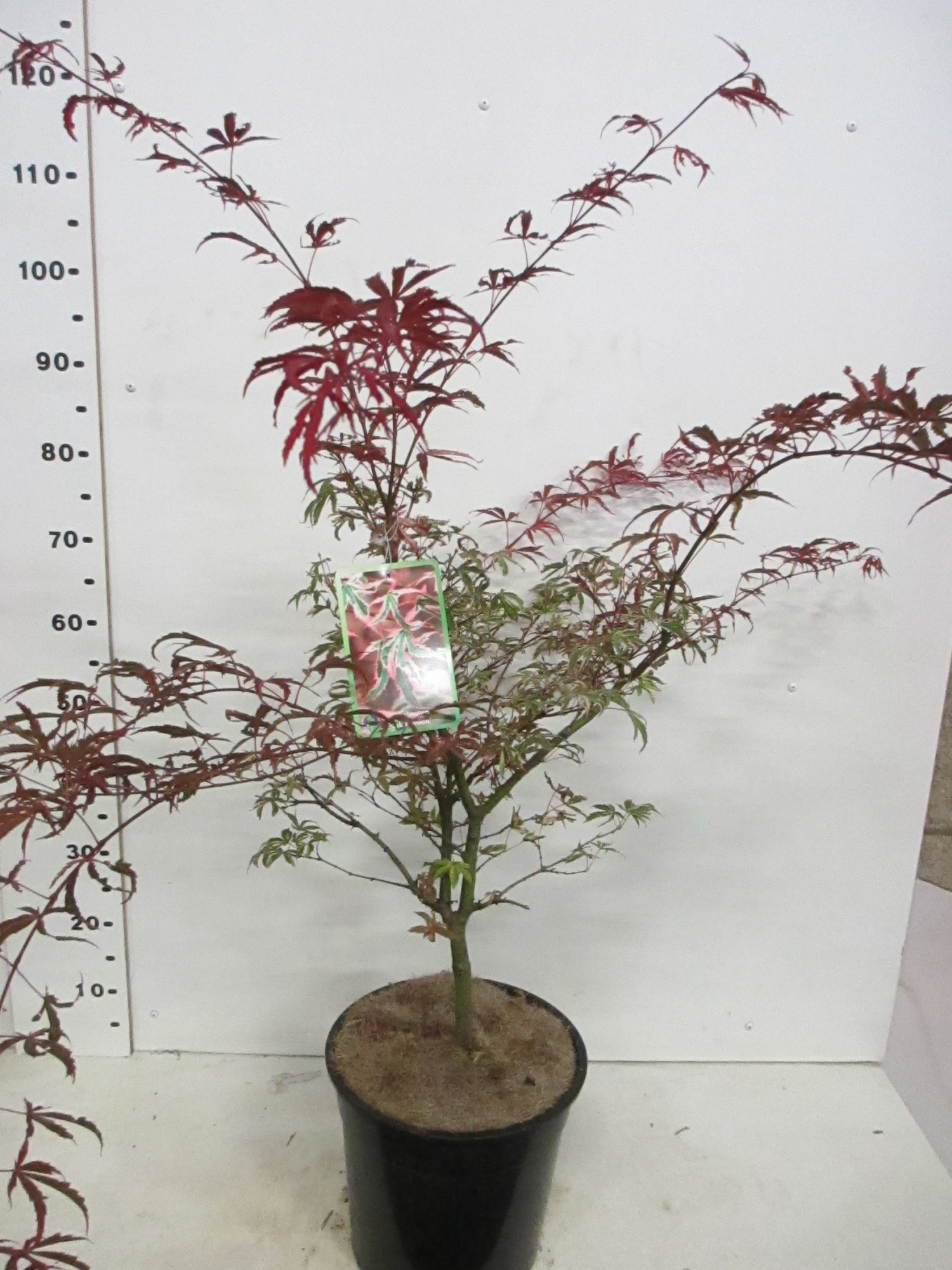 Acer palm. Pink Passion 60-80 P28, D 28 cm