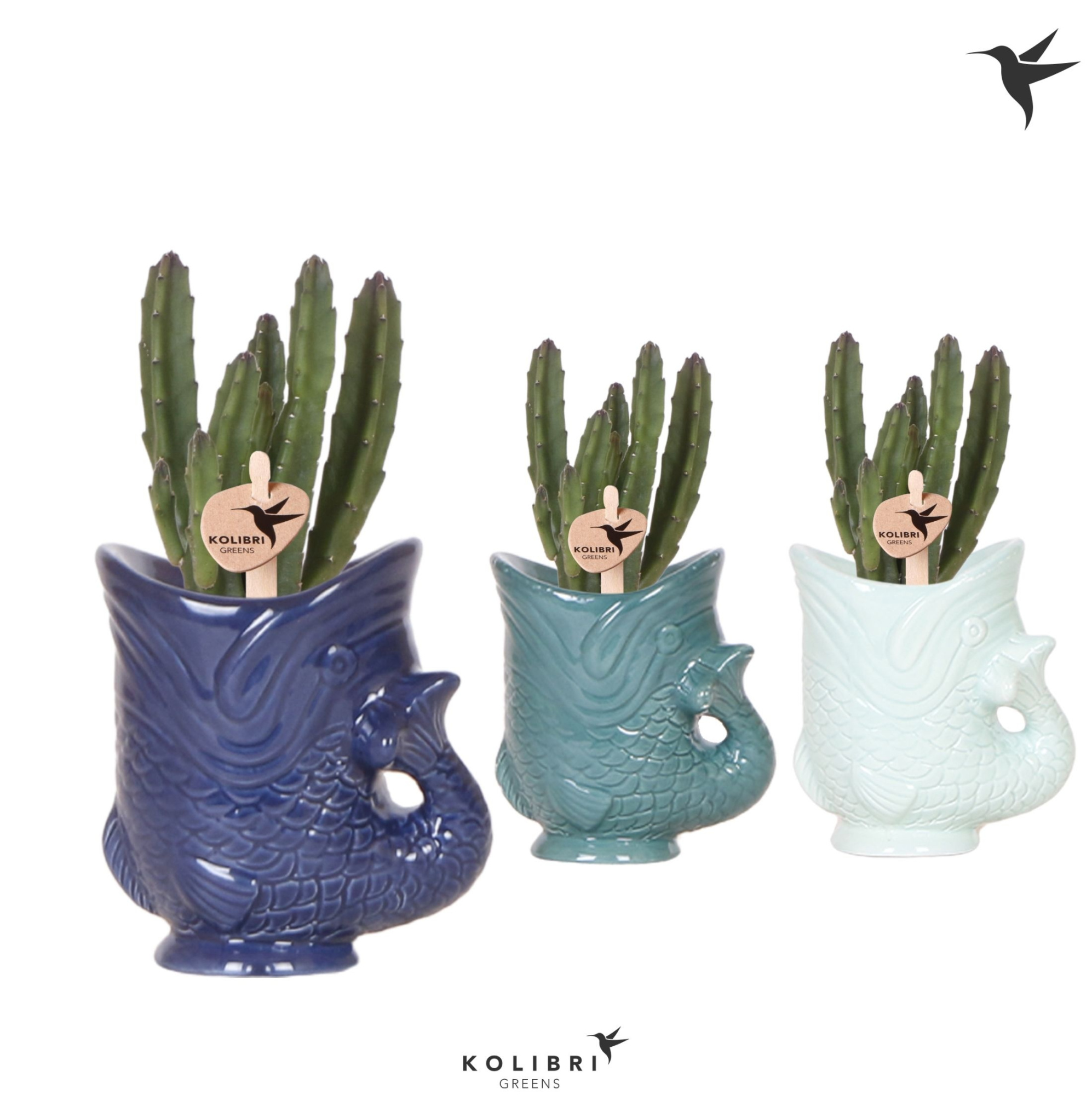 Kolibri Greens Stapelia Leendertziae in Fish pot blue mix, D 6