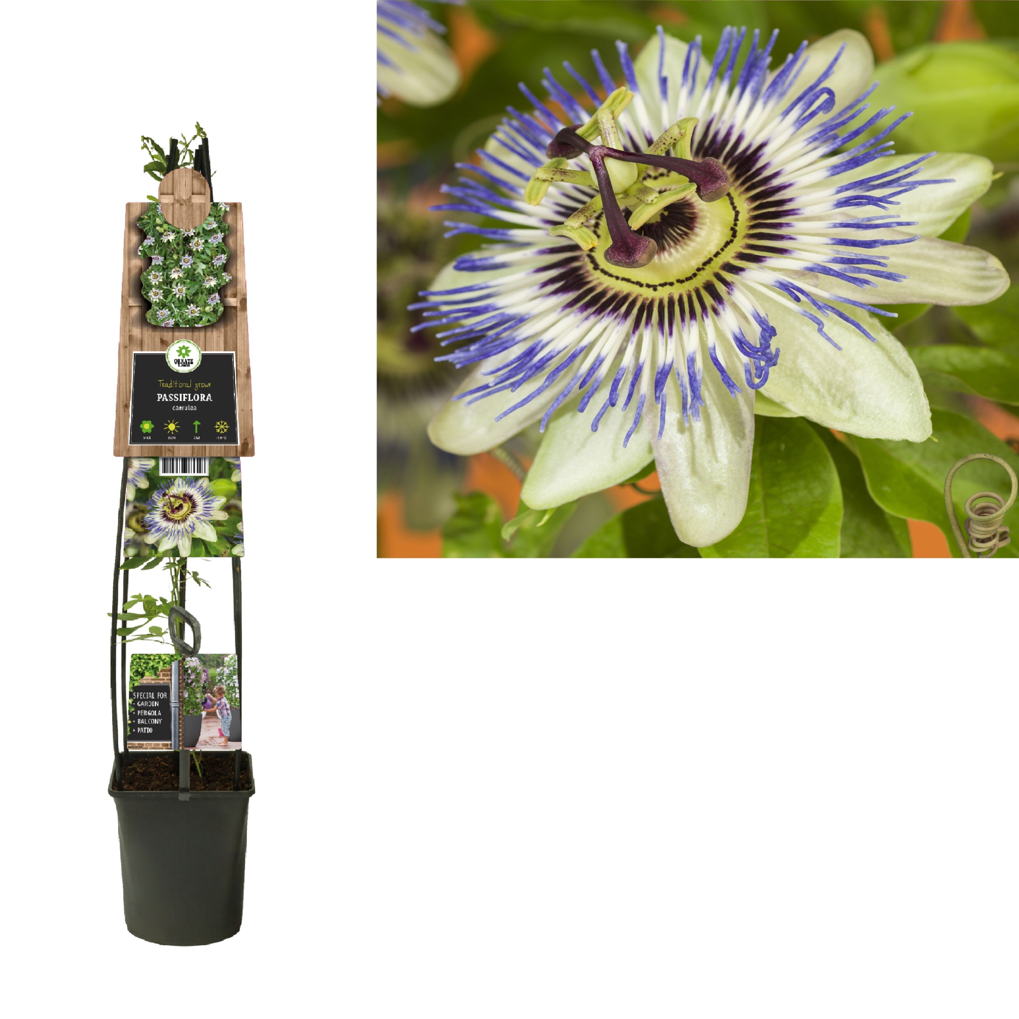 Passiflora caerulea +3.0 label, D 23 cm