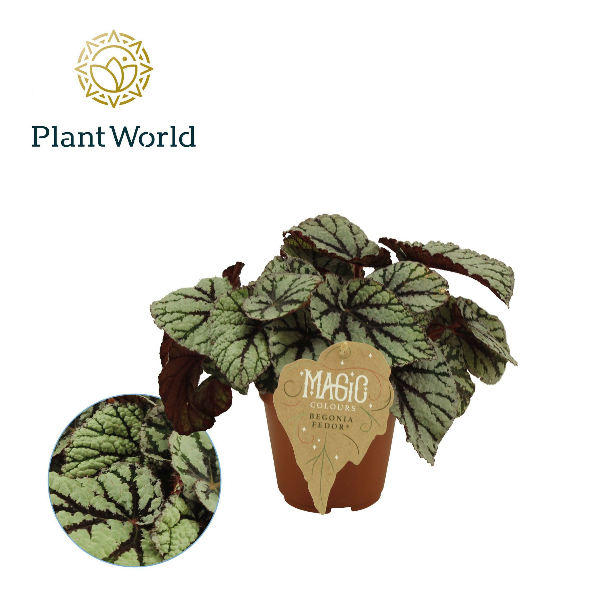 Begonia rex Fedor, D 12 cm