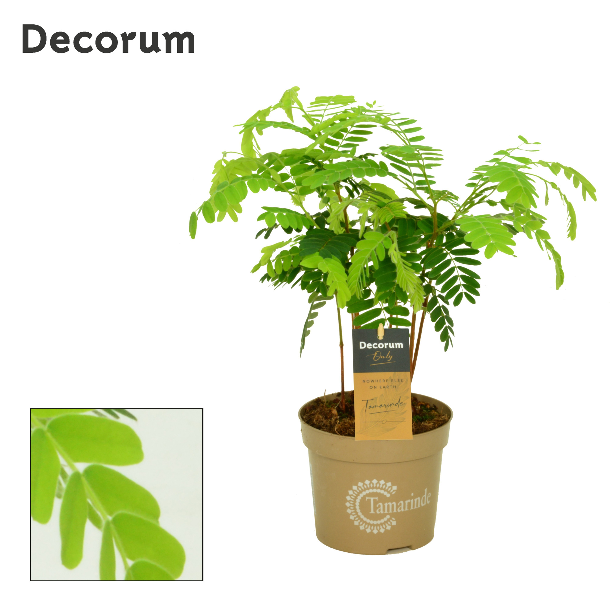 Tamarinde 13 cm Decorum Only, D 13