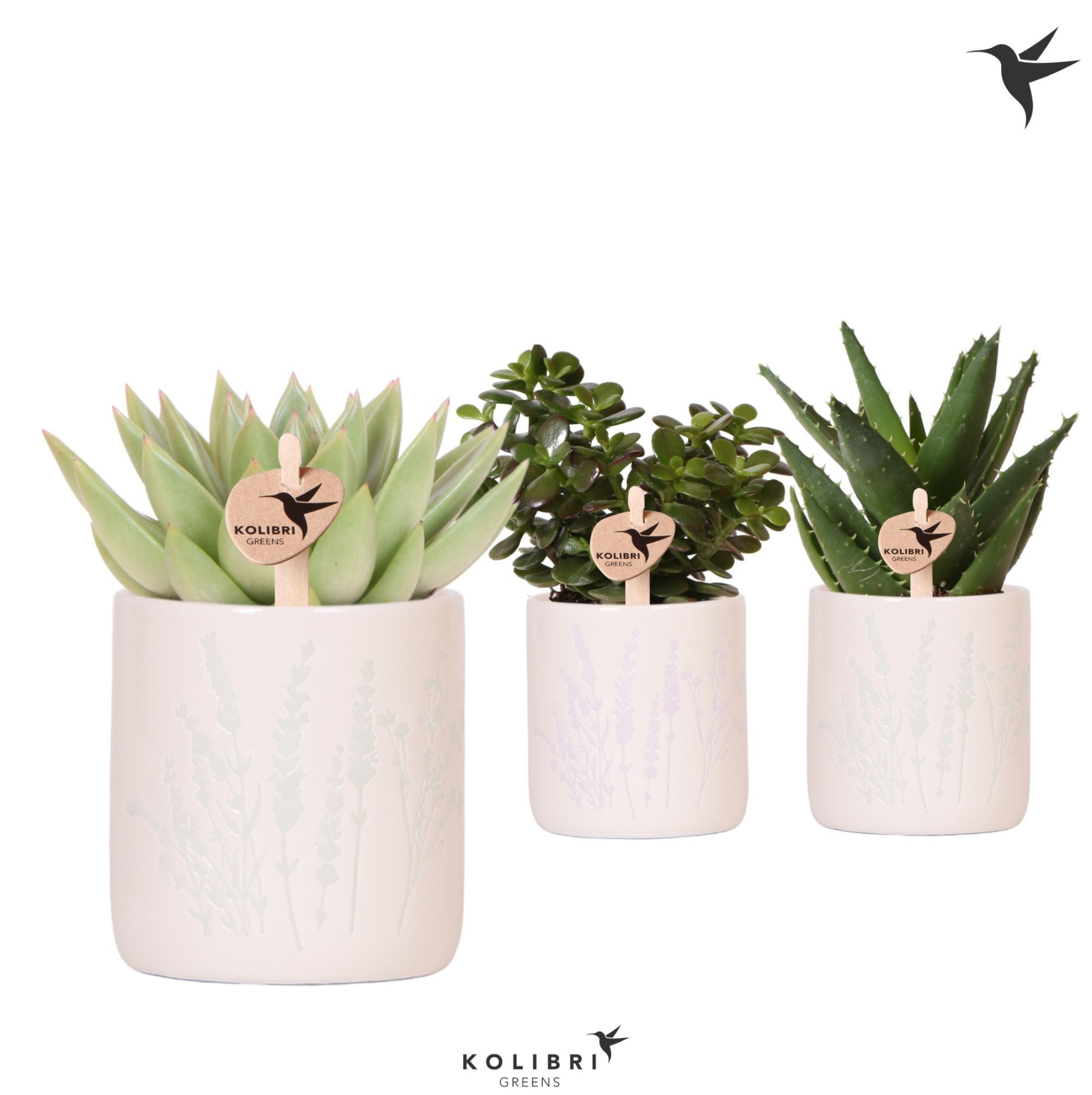 Kolibri Greens Succulenten mix in Floral pot mix, D 9 cm