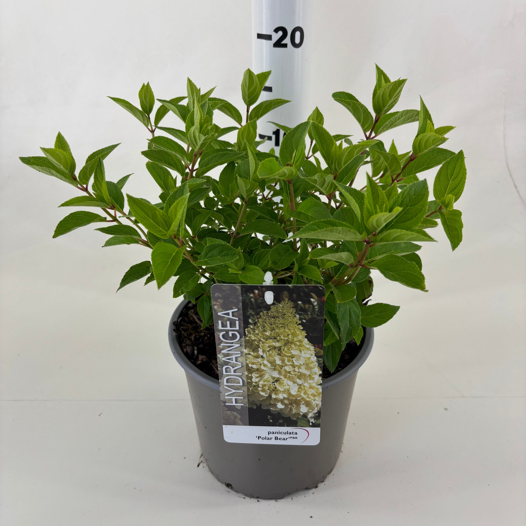 Hydrangea pan. 'Polar Bear' ®, D 19 cm