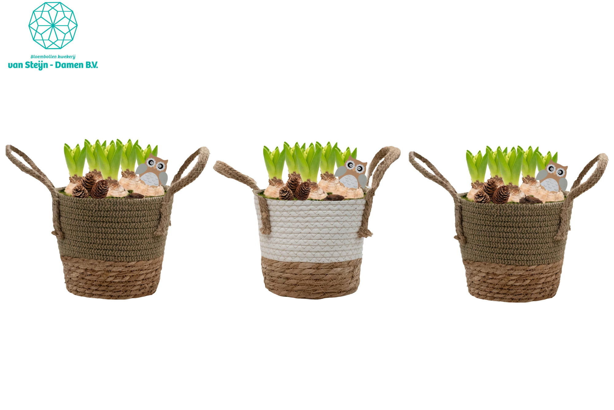 Hyacinthus 'Basket Round XL', D 19