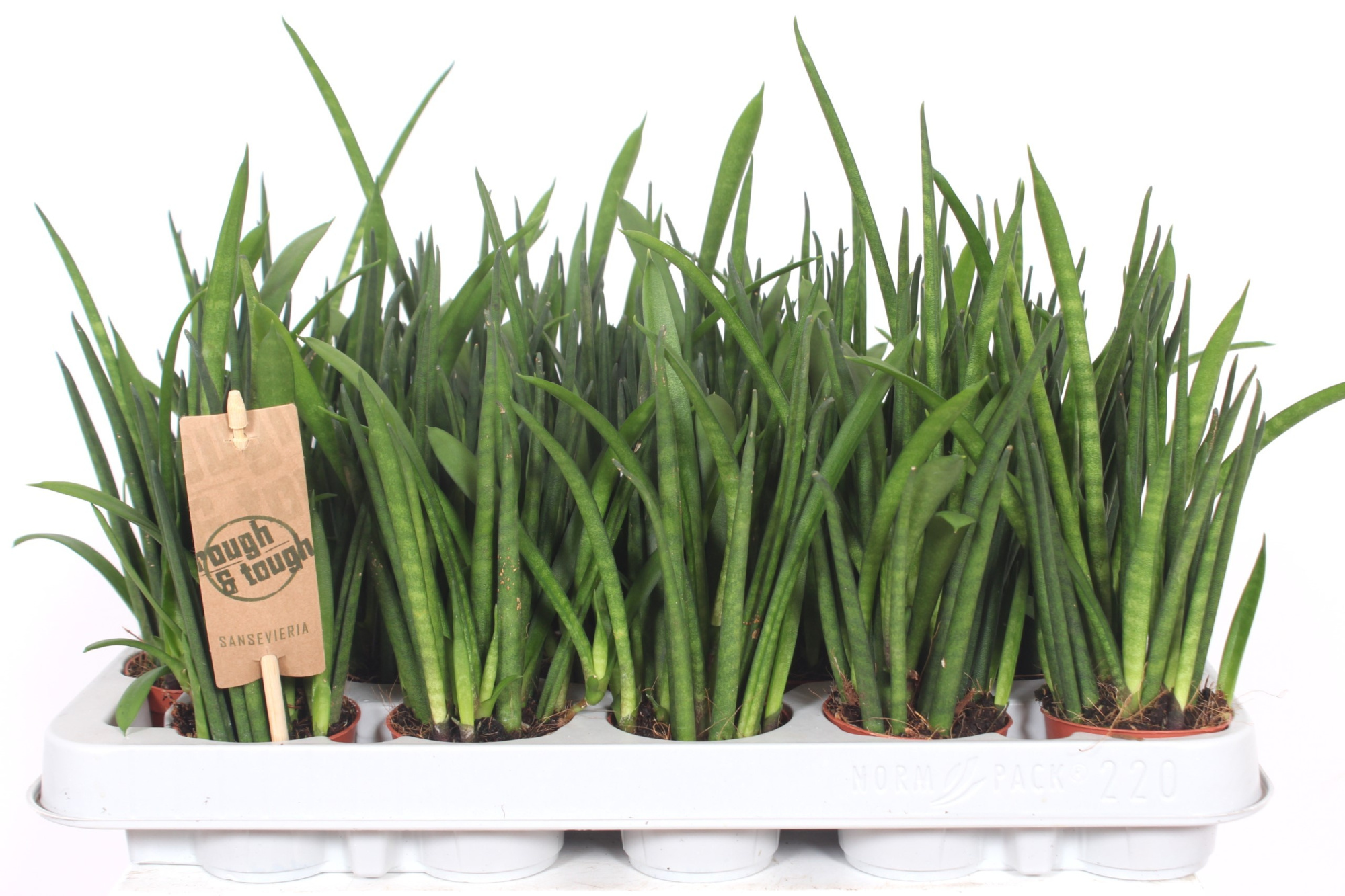 Sansevieria bacularis, D 6