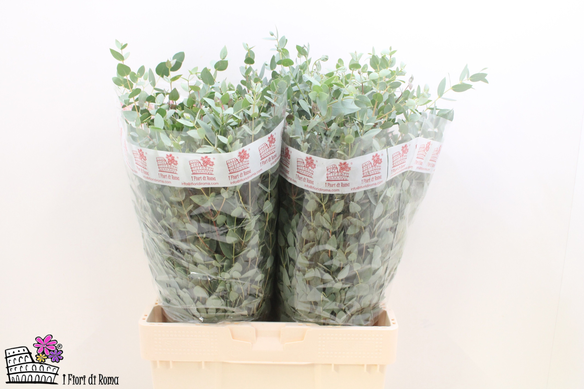 Эвкалипт Гунни за пучок 60, пуч.