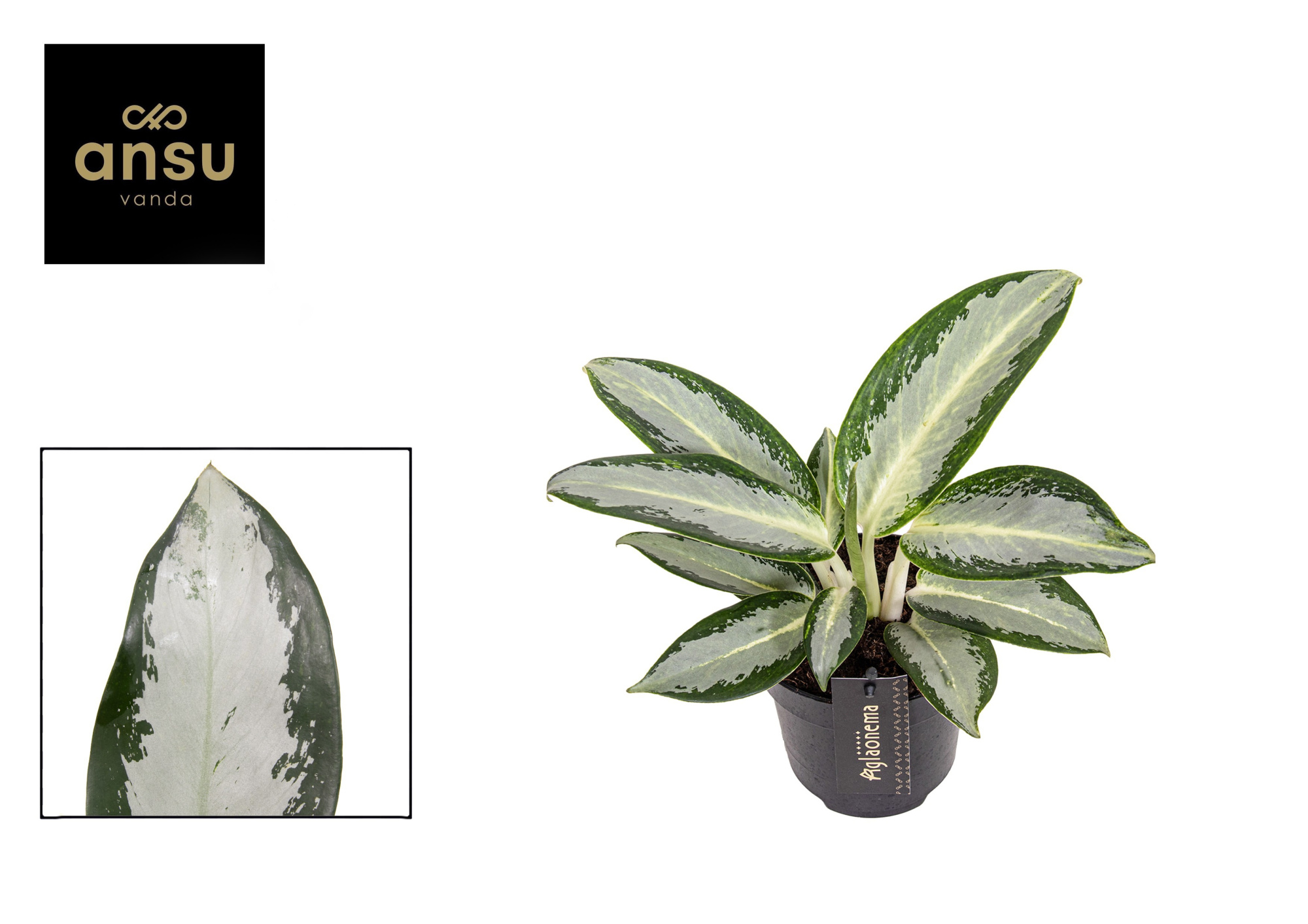 Aglaonema Silver Blue, D 12