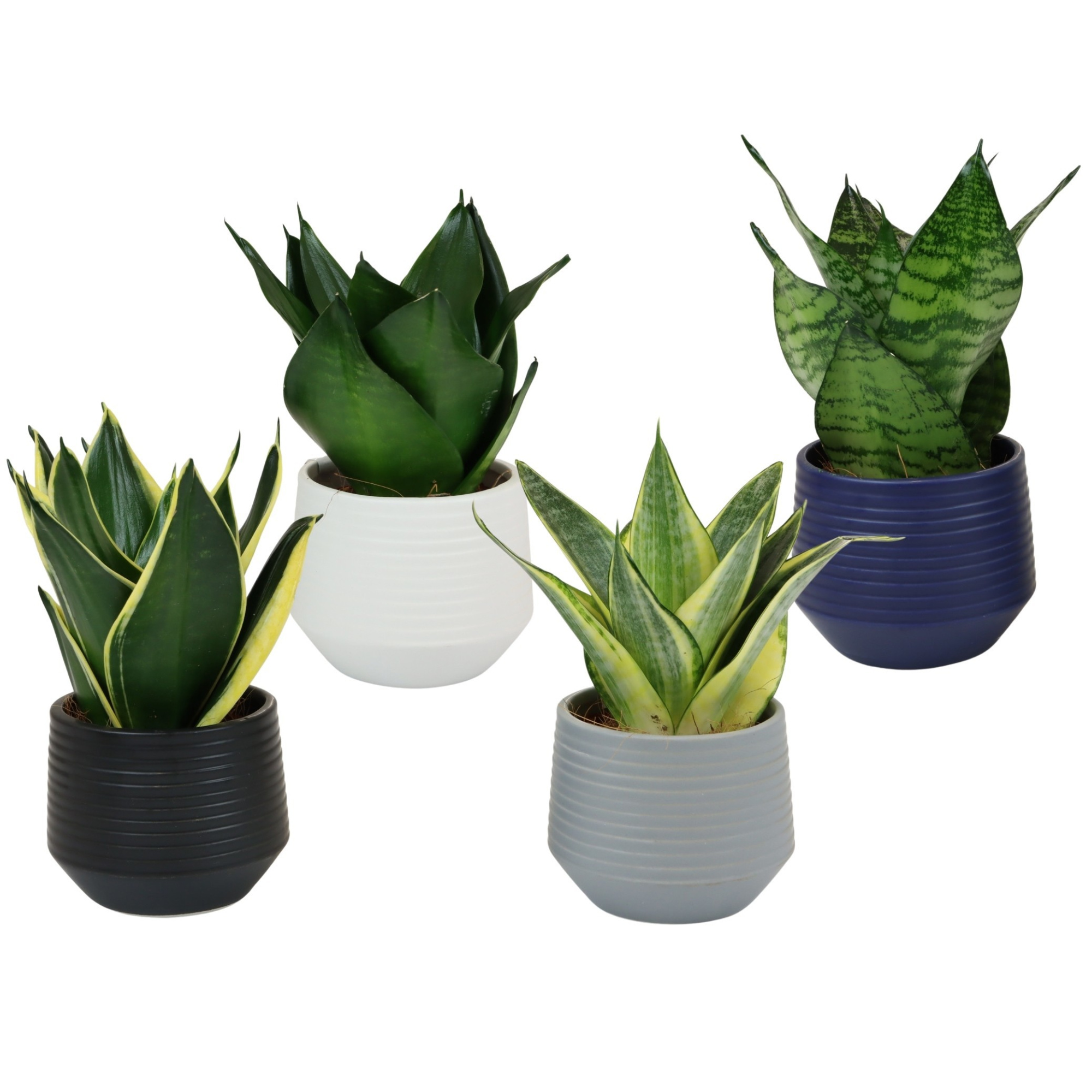 Boston with Sansevieria Hahni mix, D 9