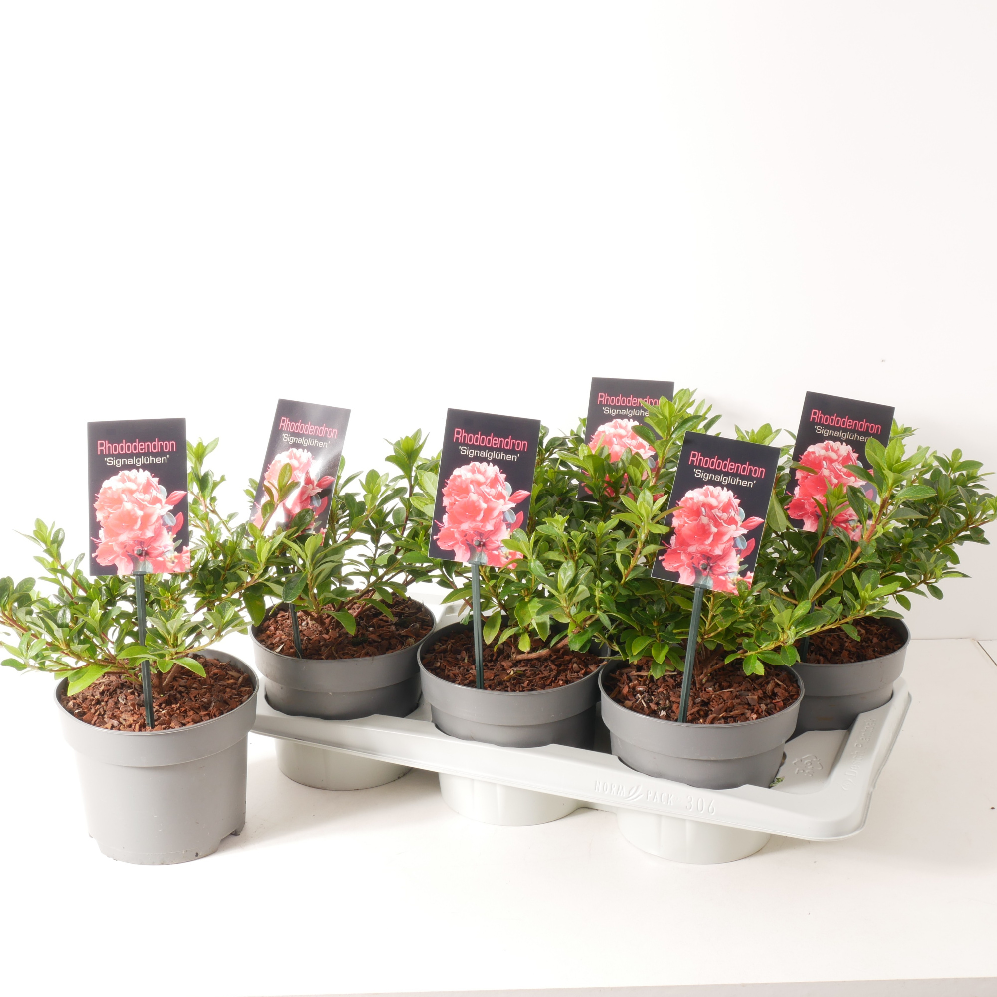 Rhododendron (AJ) 'Signalgluhen' P17, D 17 cm