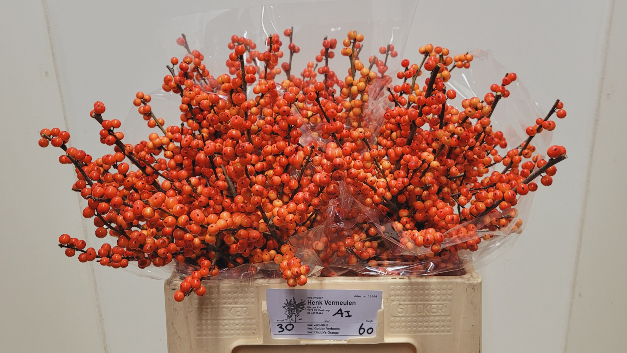 Илекс Аудайкс Оранж 60, шт.