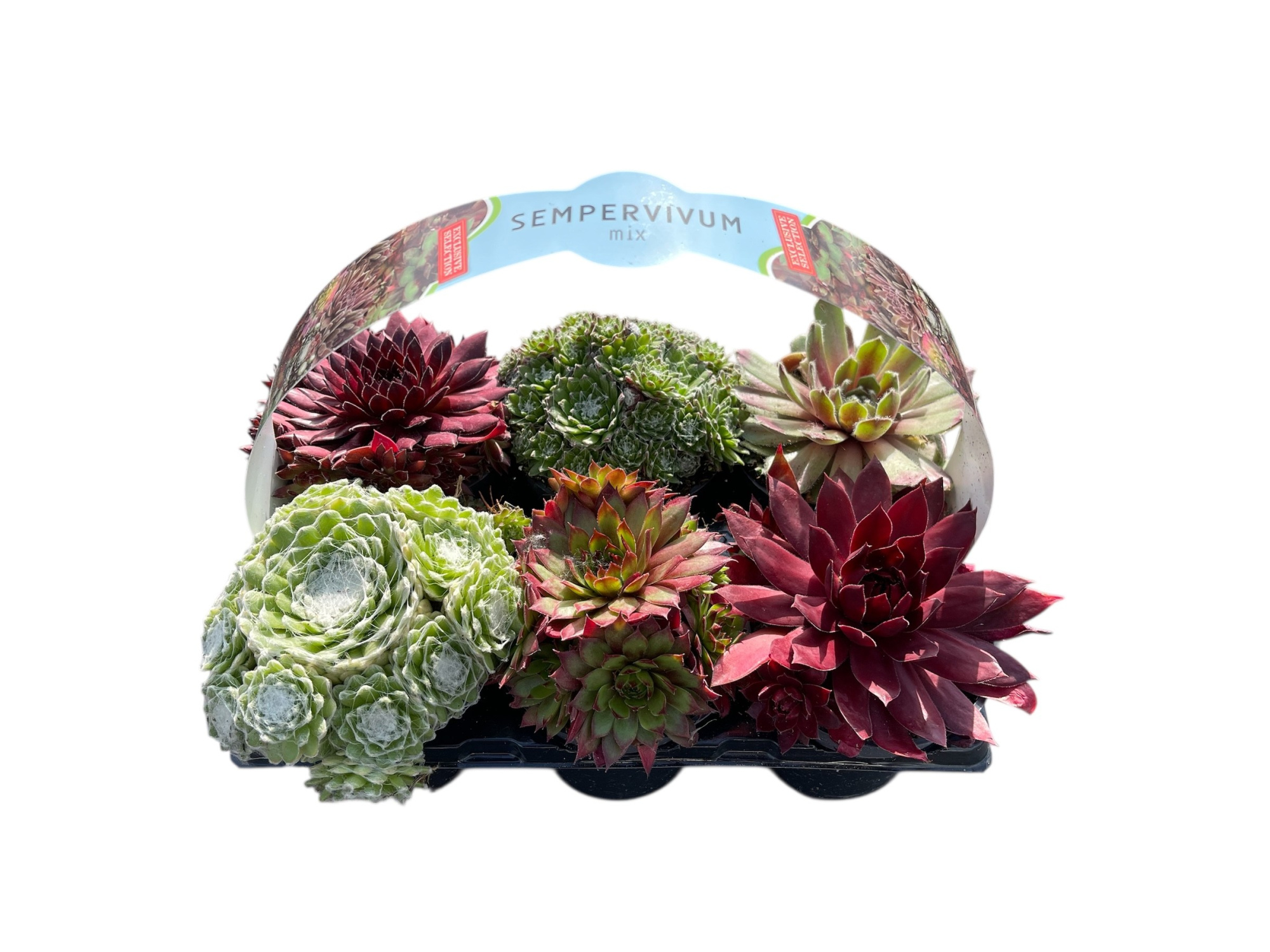 Sempervivum EXCLUSIVE mix sixpack, D 9 cm