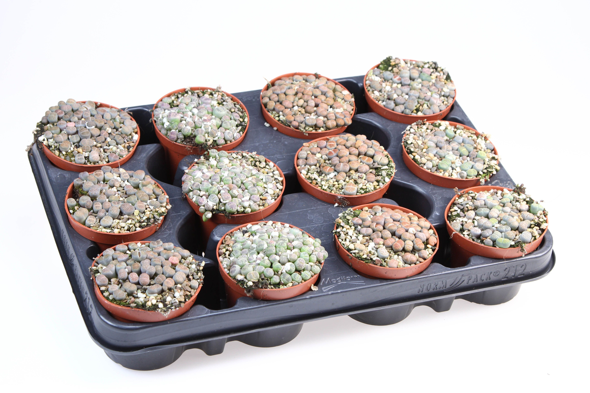 Lithops mix, D 8,5 cm