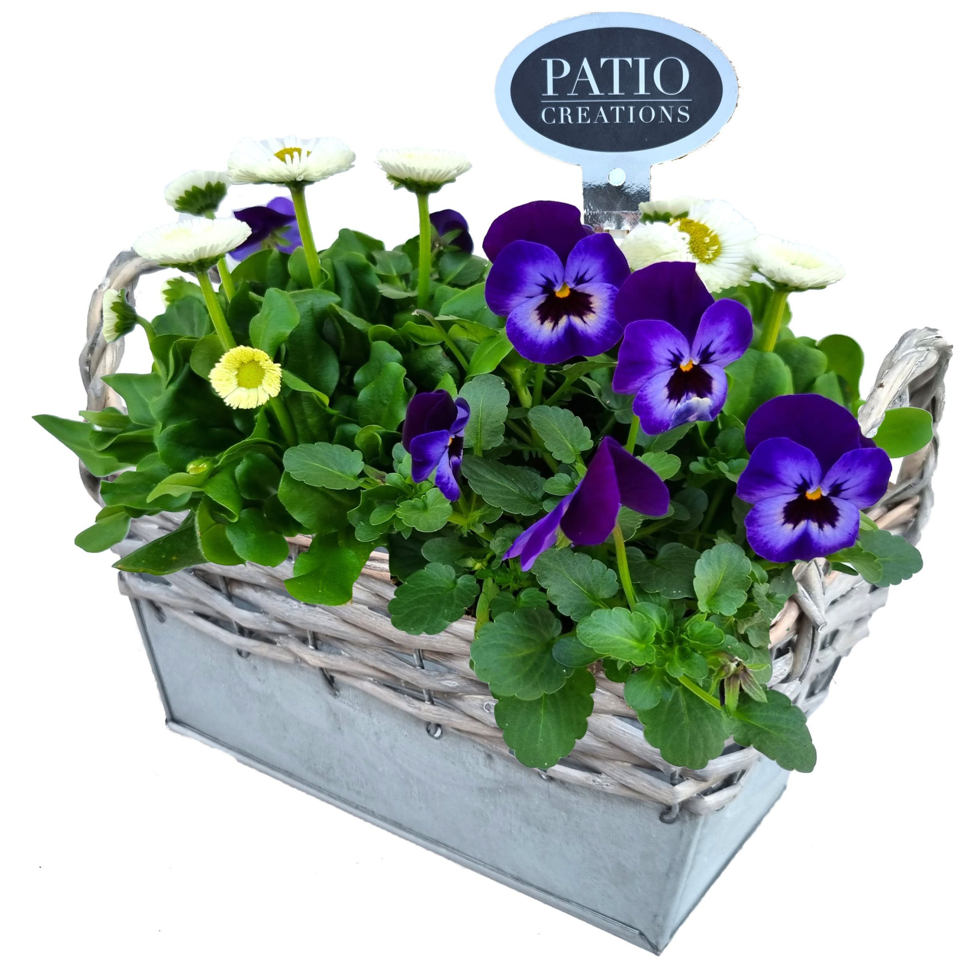 VB500-9001 Viola/Bellis zink rattan S, D 19