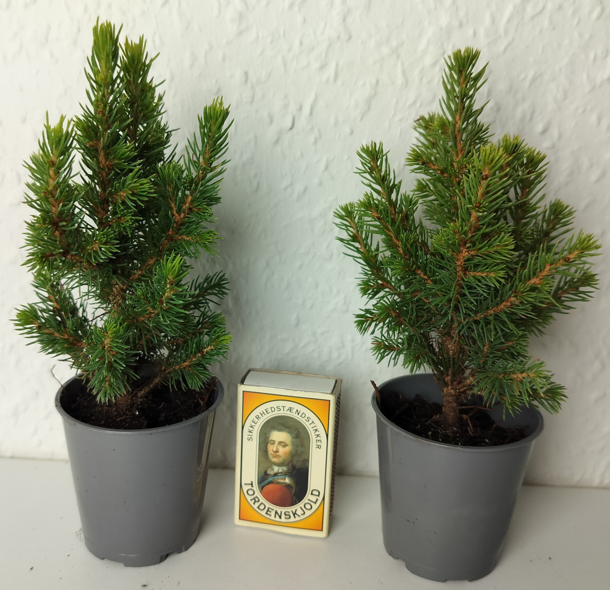 PICEA GLAUCA 'PERFECTA', D 6