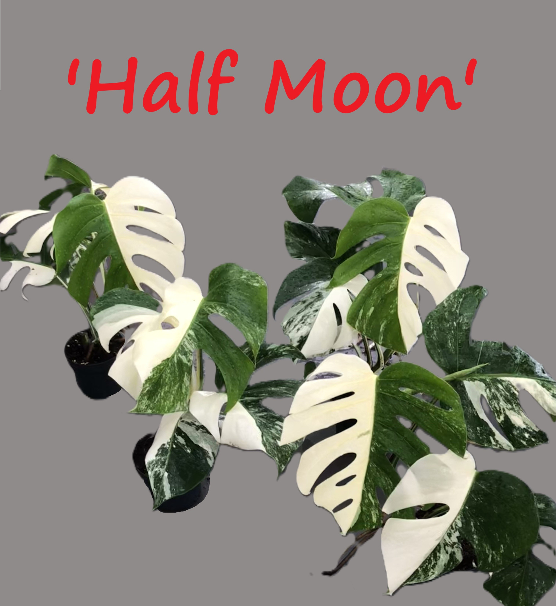 Monstera variegata "Half Moon" 12cm, D 12 cm