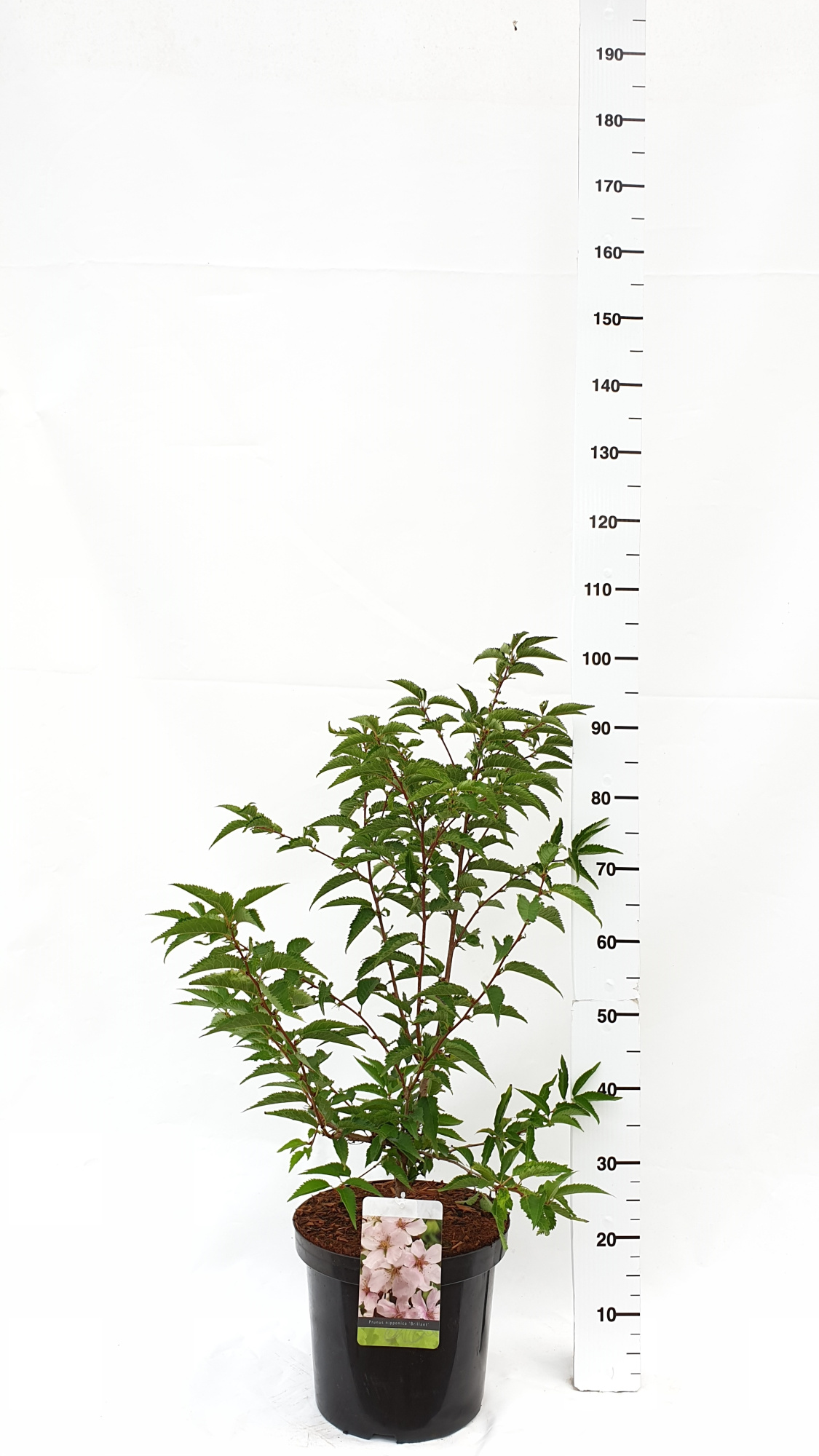 Prunus nipponica 'Brillant', D 30 cm