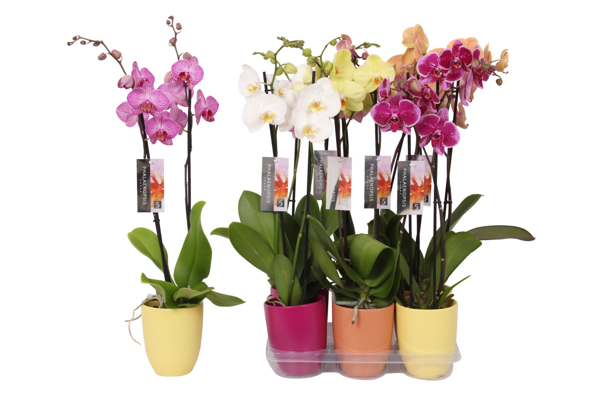 Phalaenopsis mix, 2-spike Purple, Orange and Yellow Ceramics, D 12 cm