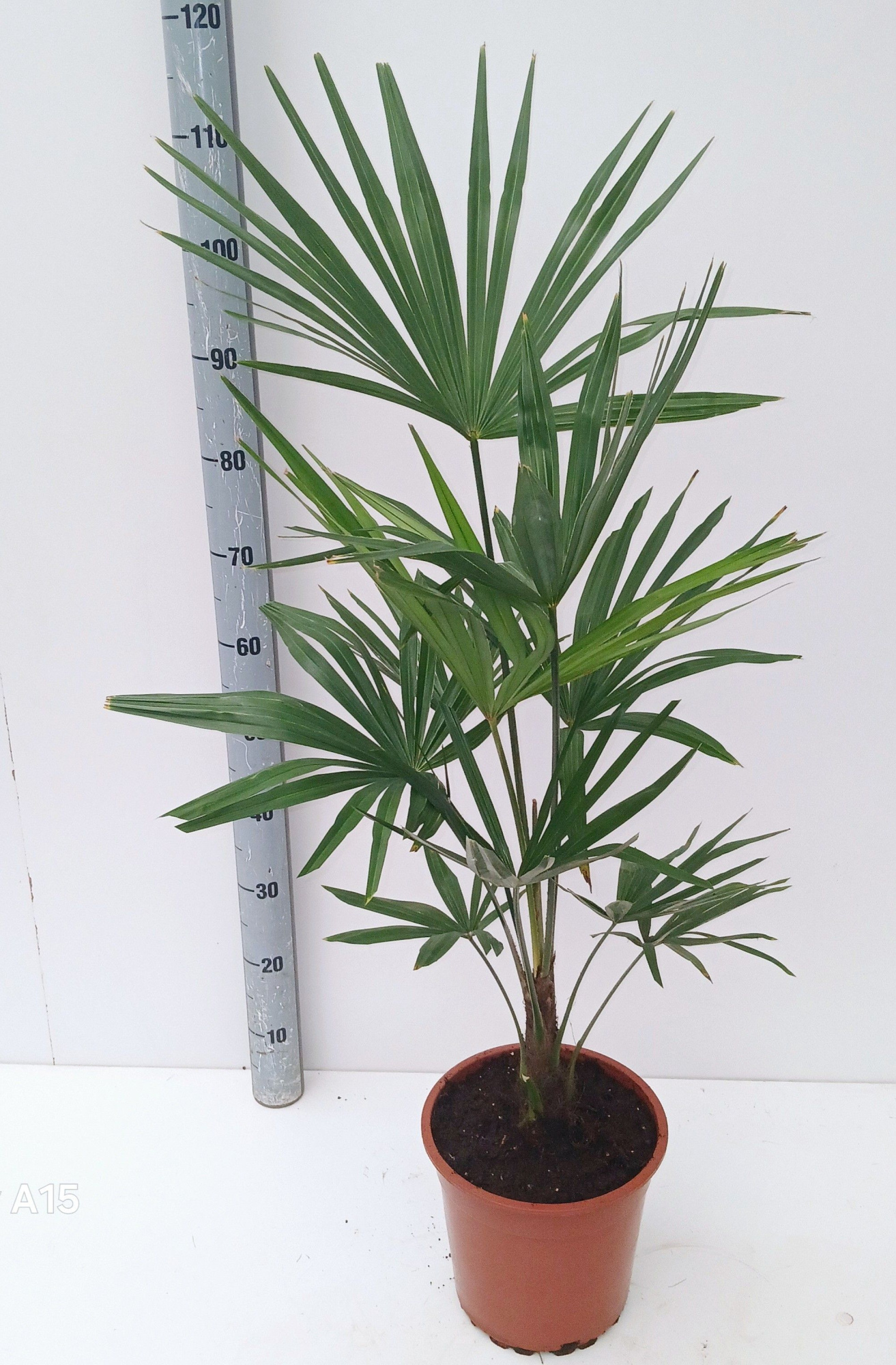 Trachycarpus fortunei, D 22 cm