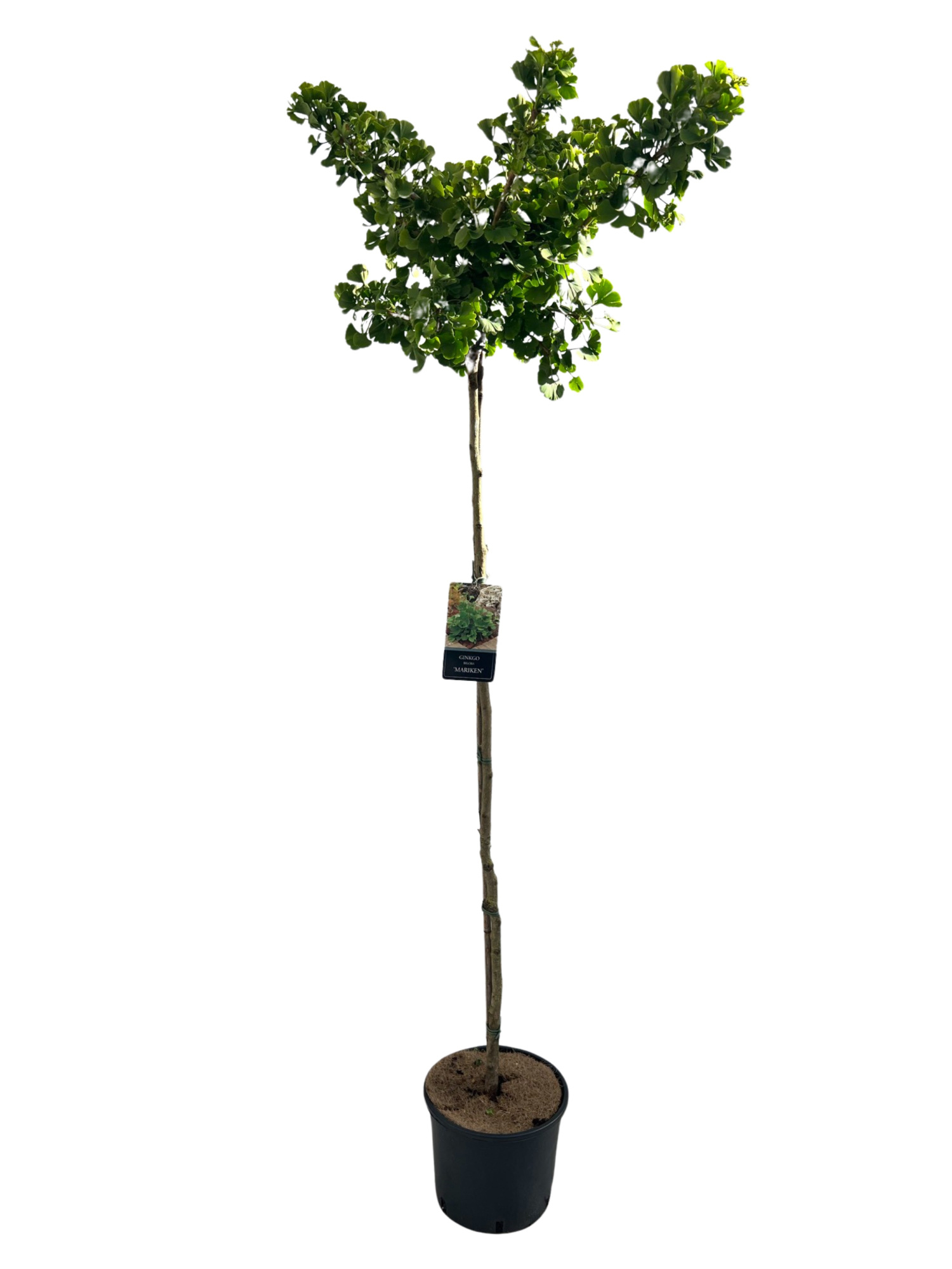 Ginkgo biloba 'Mariken' stam 150 cm, D 27 cm