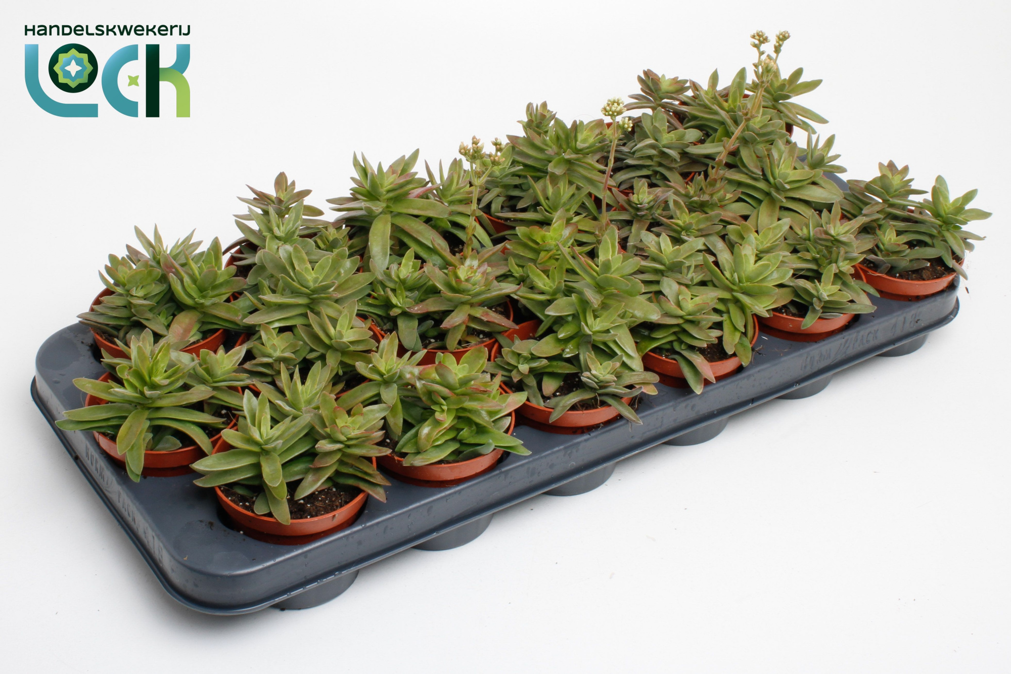 Crassula Falcata, D 8,5 cm