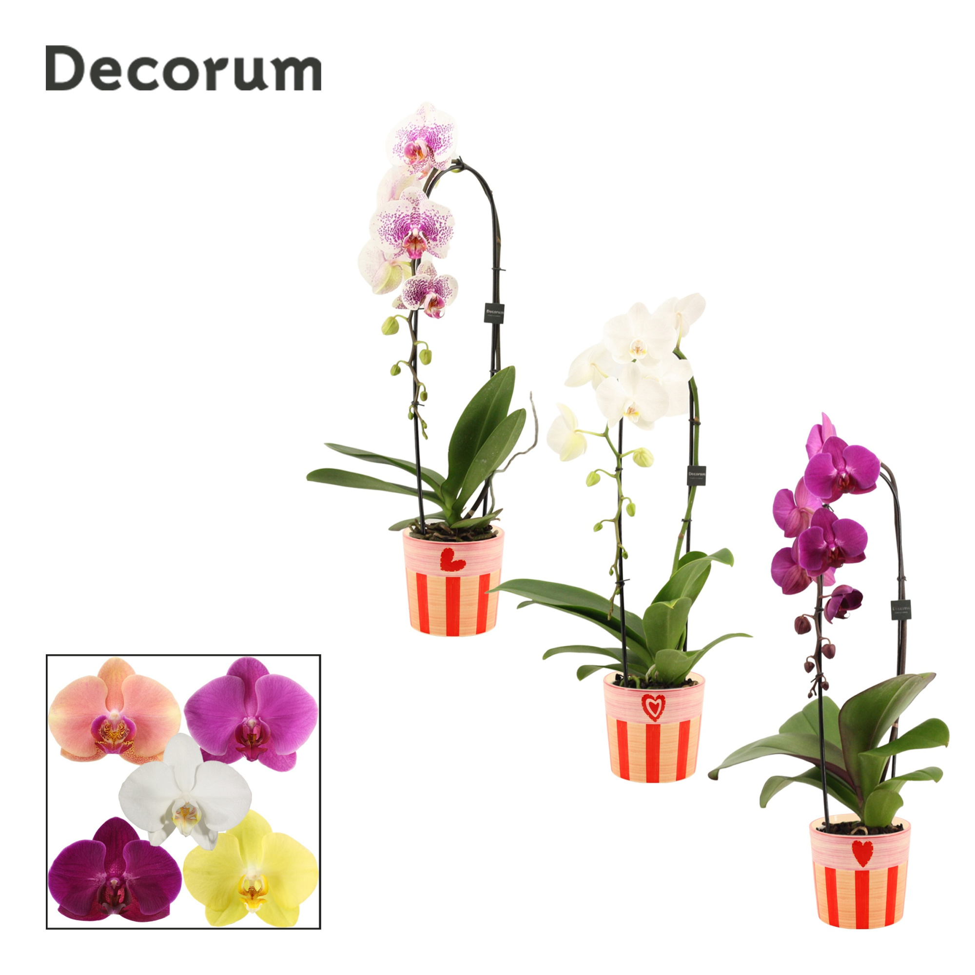 Phalaenopsis cascade 1 tak mix in Romée (Sympathetic moods-colle, D 12