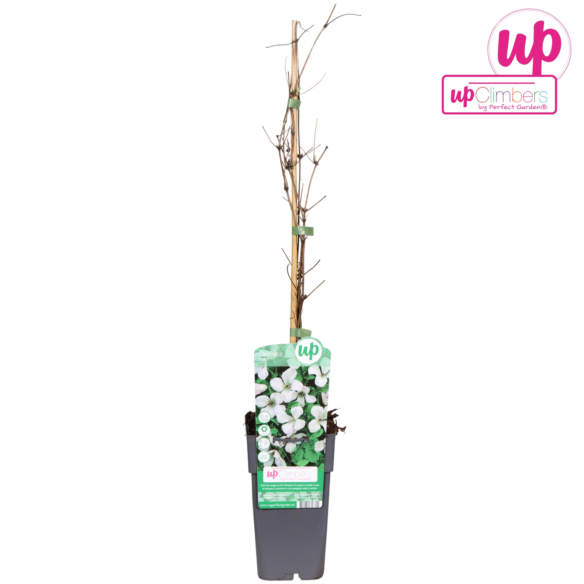 Clematis vitalba Paul Farges P15, D 15