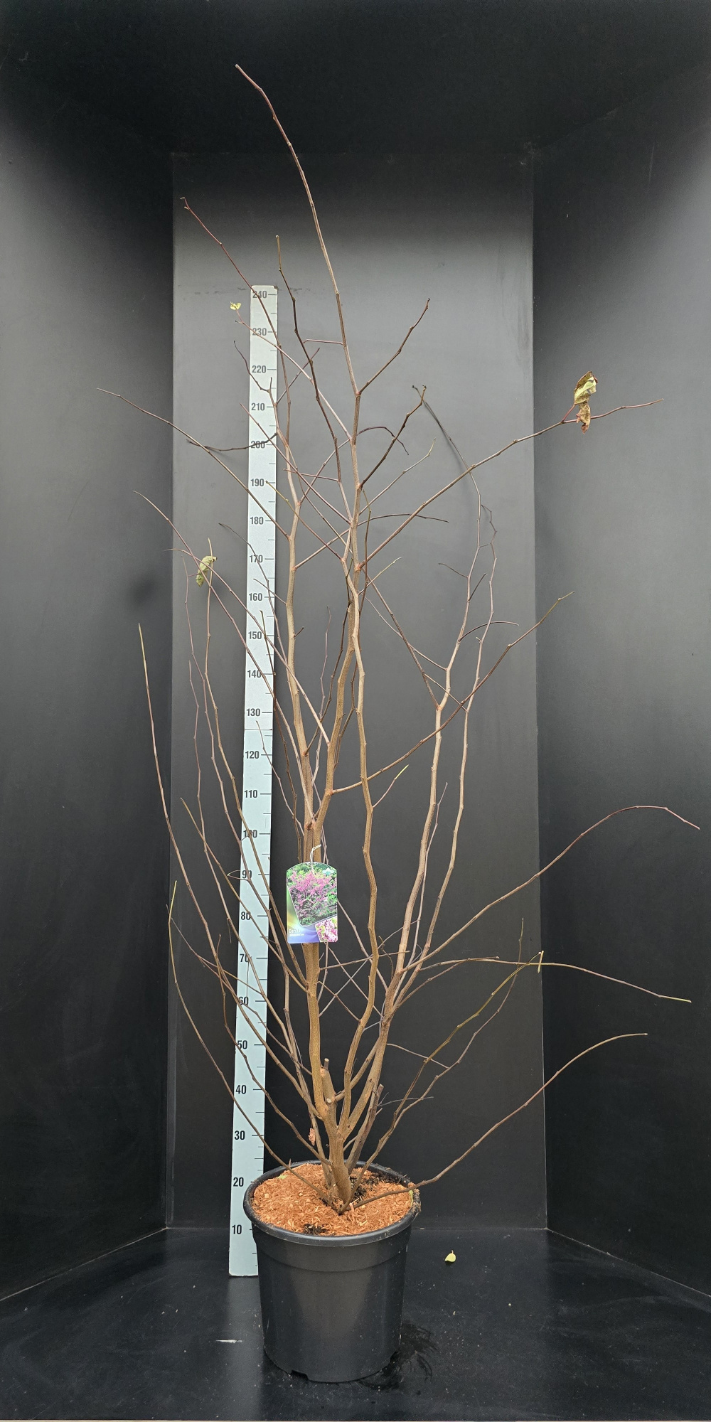 Cercis siliquastrum, D 34