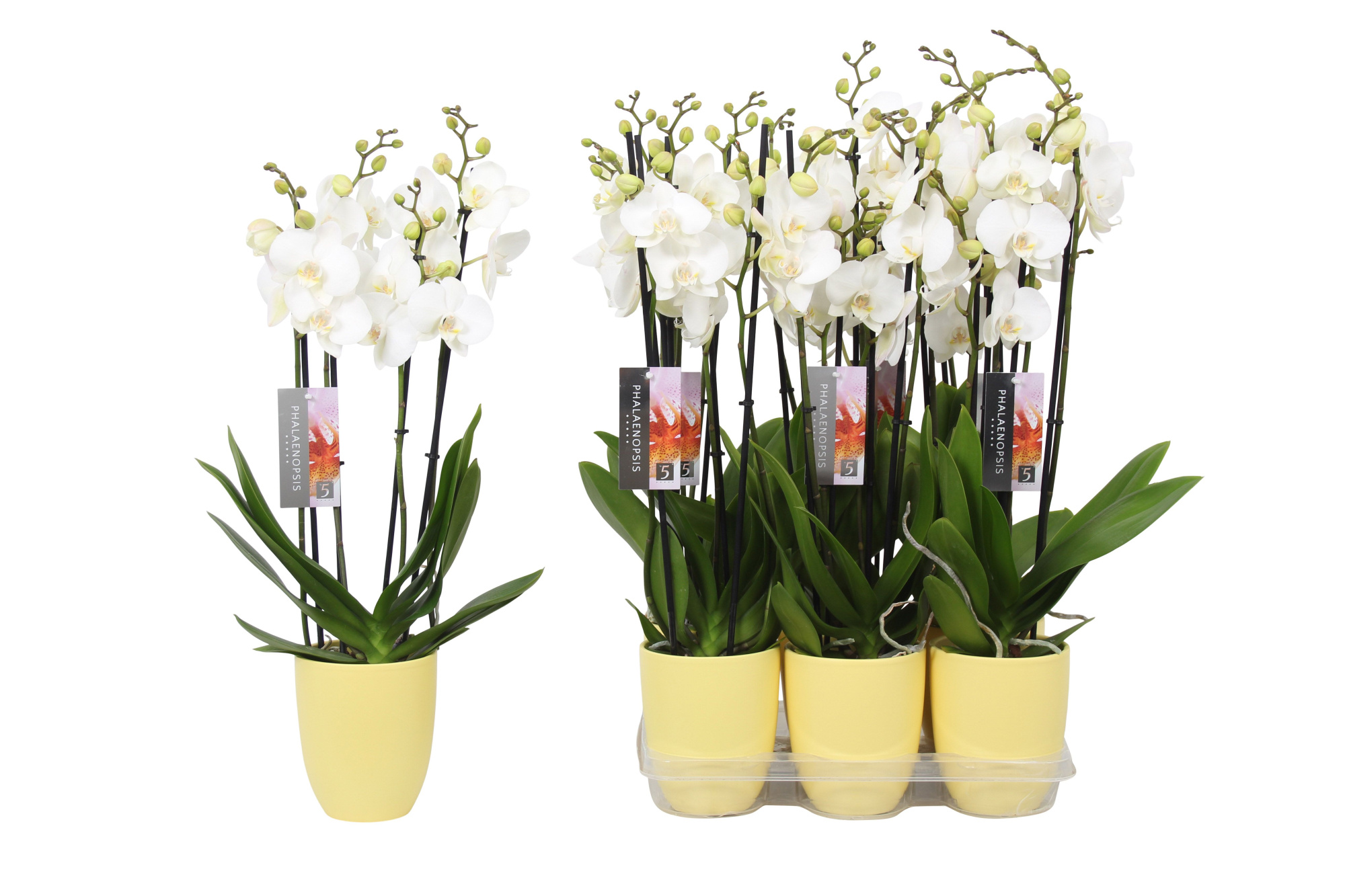 Phalaenopsis White, 4-spike Yellow Ceramics, D 12 cm