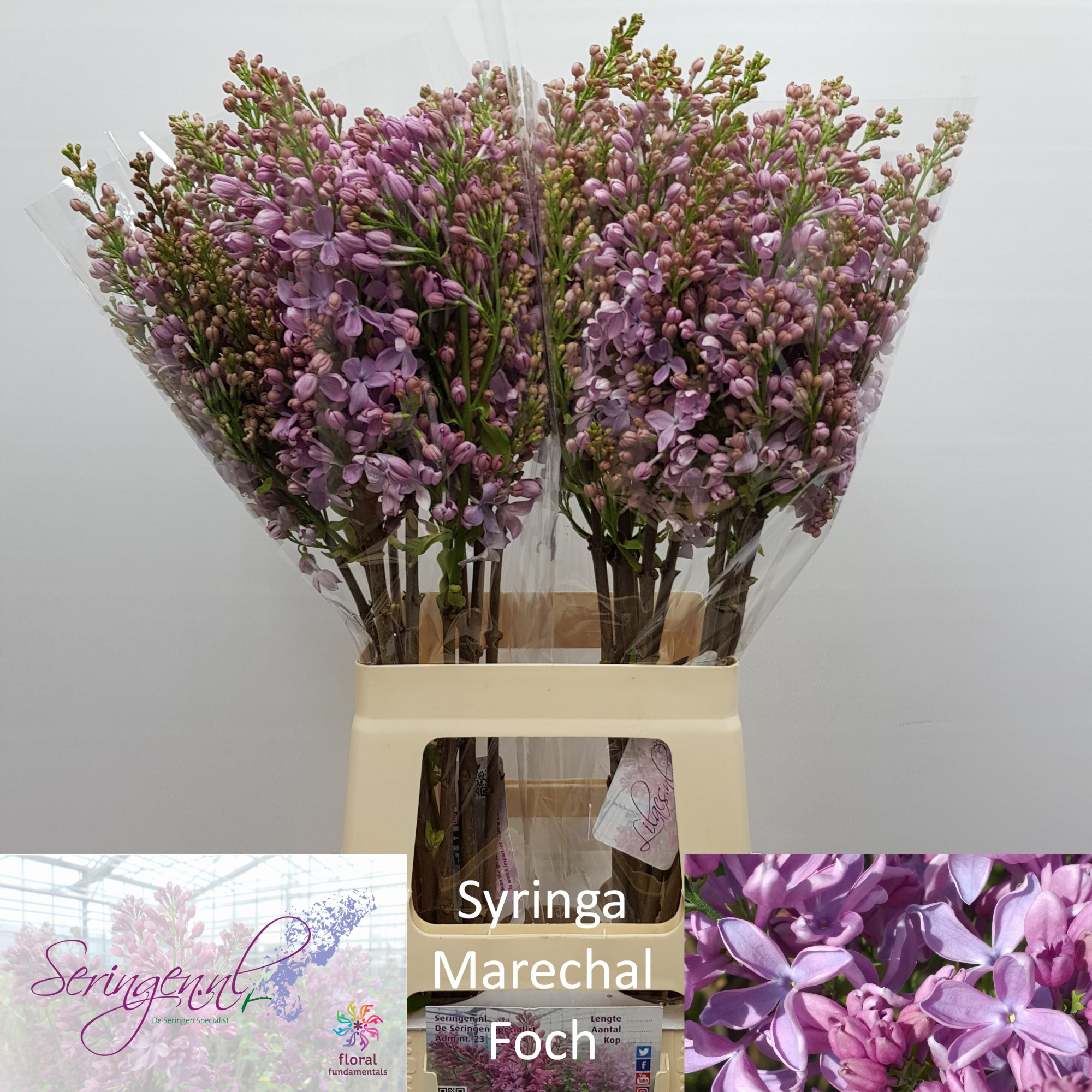 Сирень Маршал Фох 70 (роз.), шт.