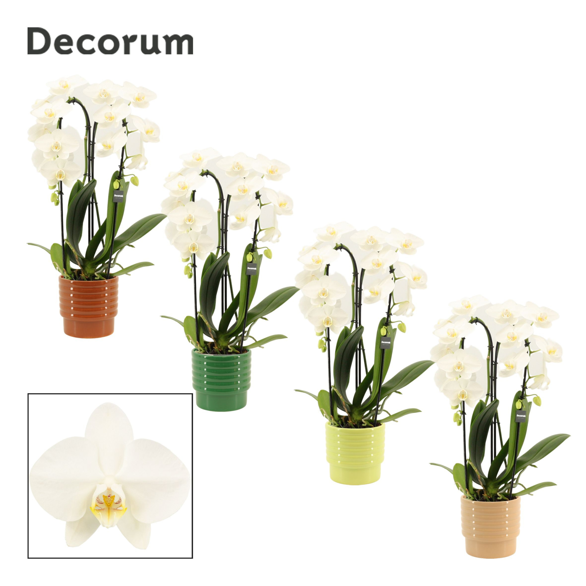 Phalaenopsis cascade 2 tak wit in Naemi (Natural bubble-collecti, D 12