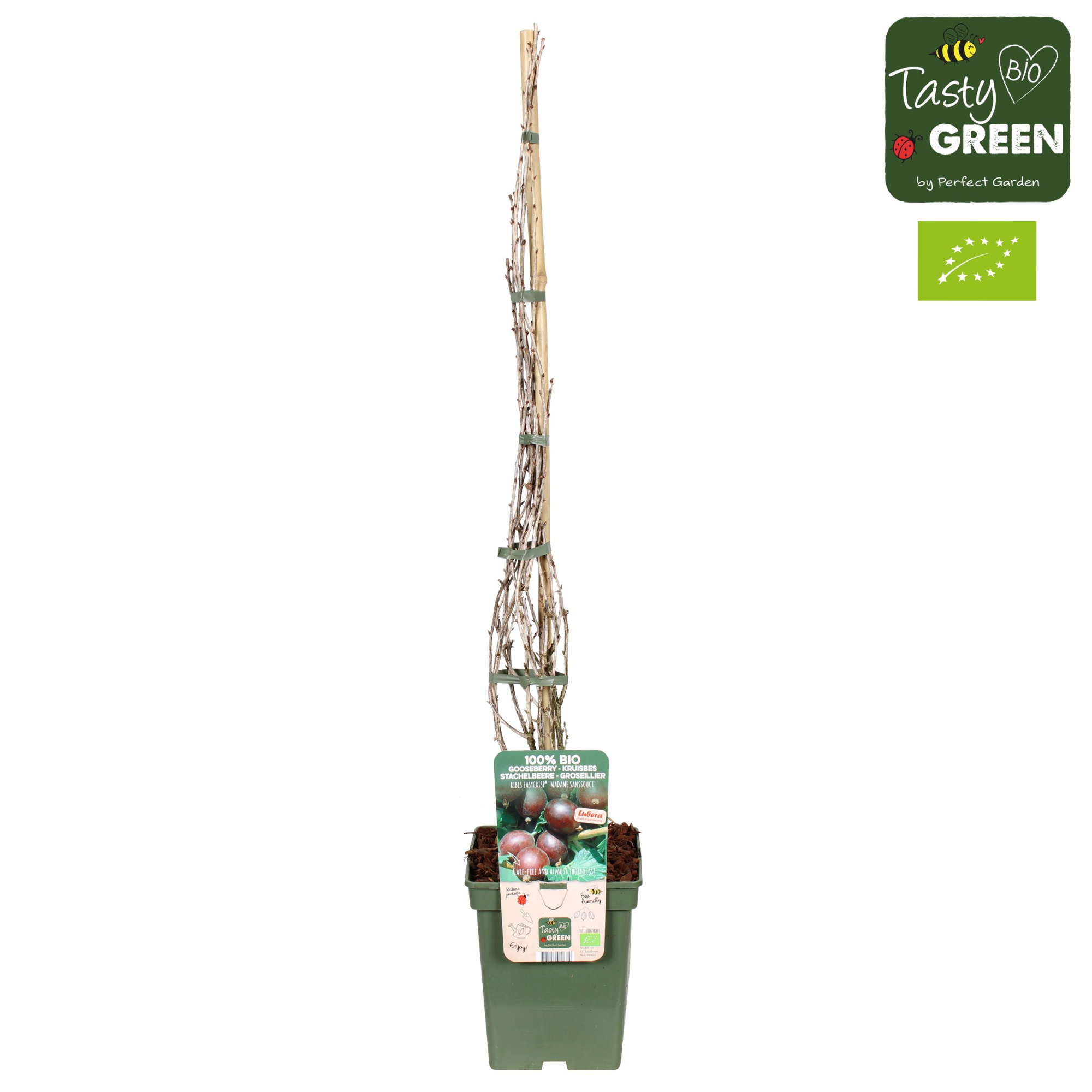 Ribes Easycrisp® 'Madame Sanssouci' Bio P23, D 23 cm