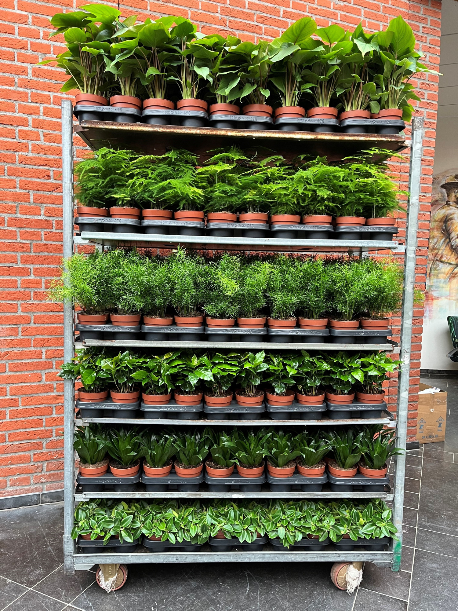 Classic Mix Kar Week 38, D 12 cm