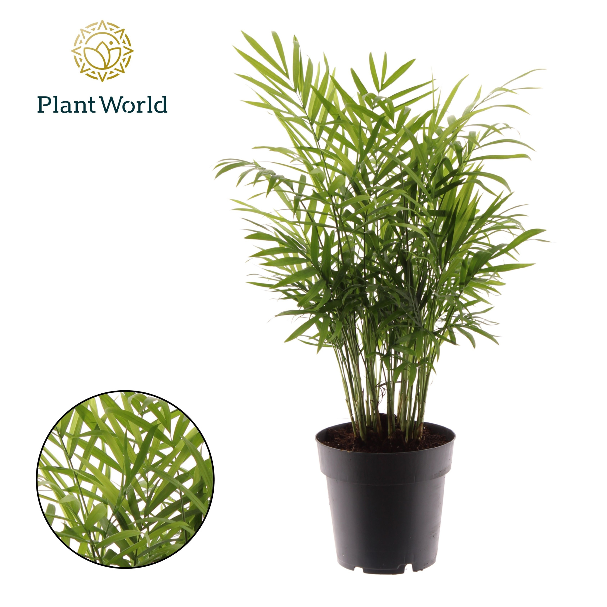 Chamaedorea elegans, D 14 cm