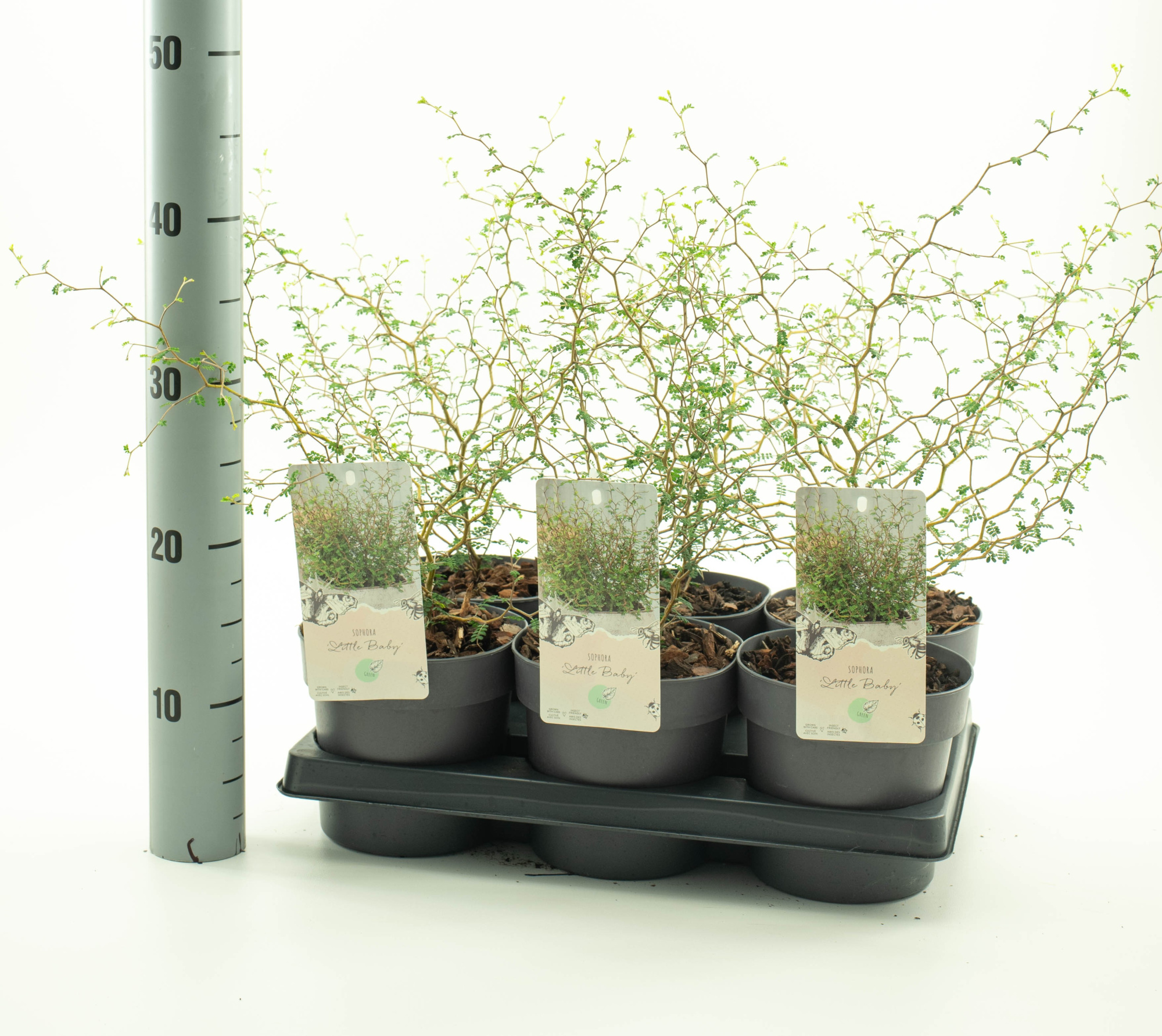 Sophora pros. 'Little Baby', D 15 cm