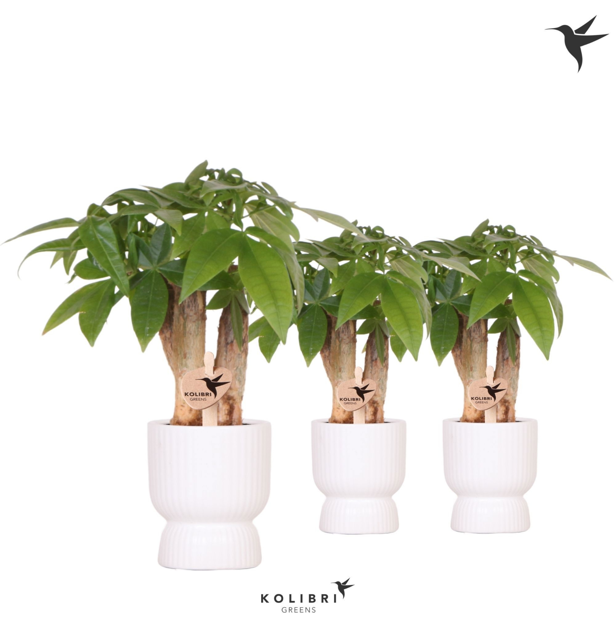Kolibri Greens Pachira in Diabolo pot white, D 6