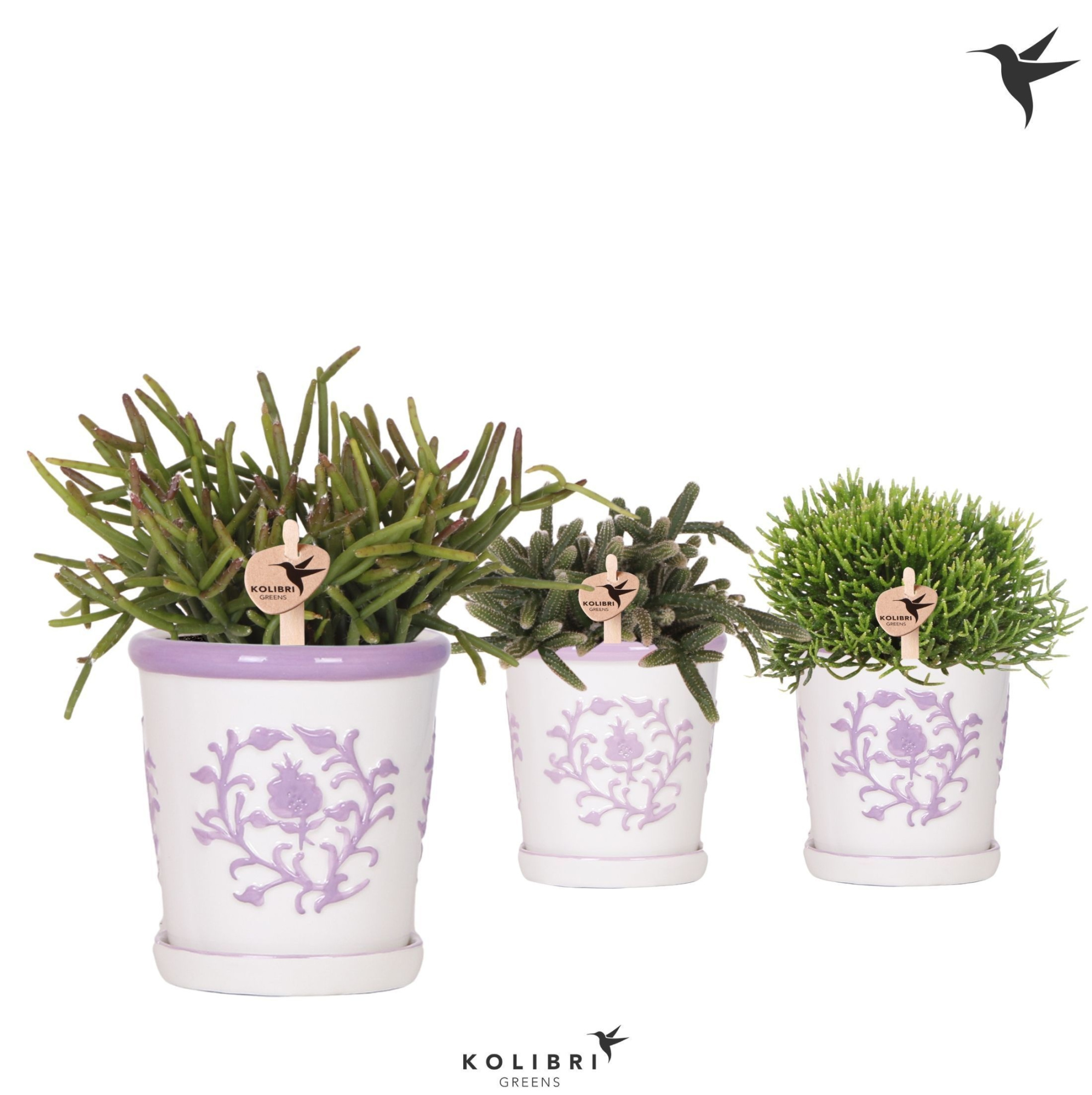 Kolibri Greens Rhipsalis mix in Malaga pot lila mix, D 9 cm