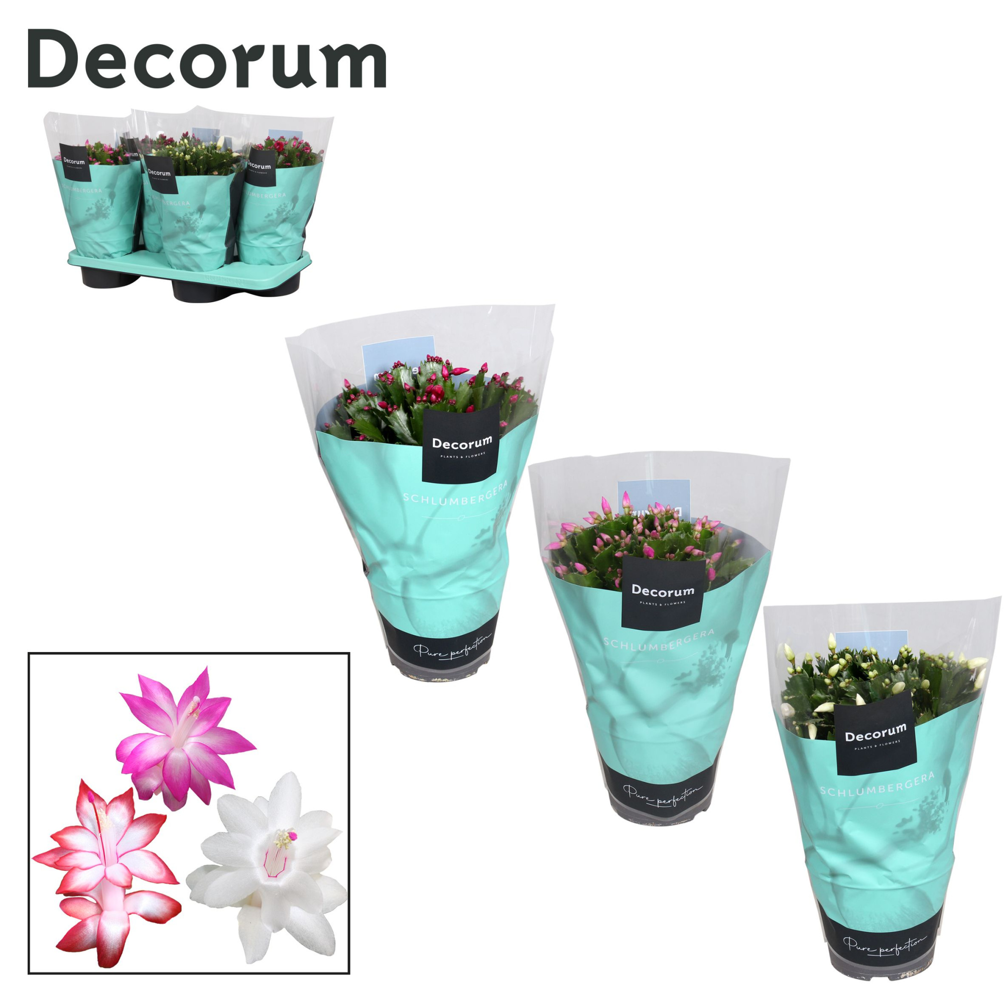 Schlumbergera - 17 cm - Mix - Decorum, D 17