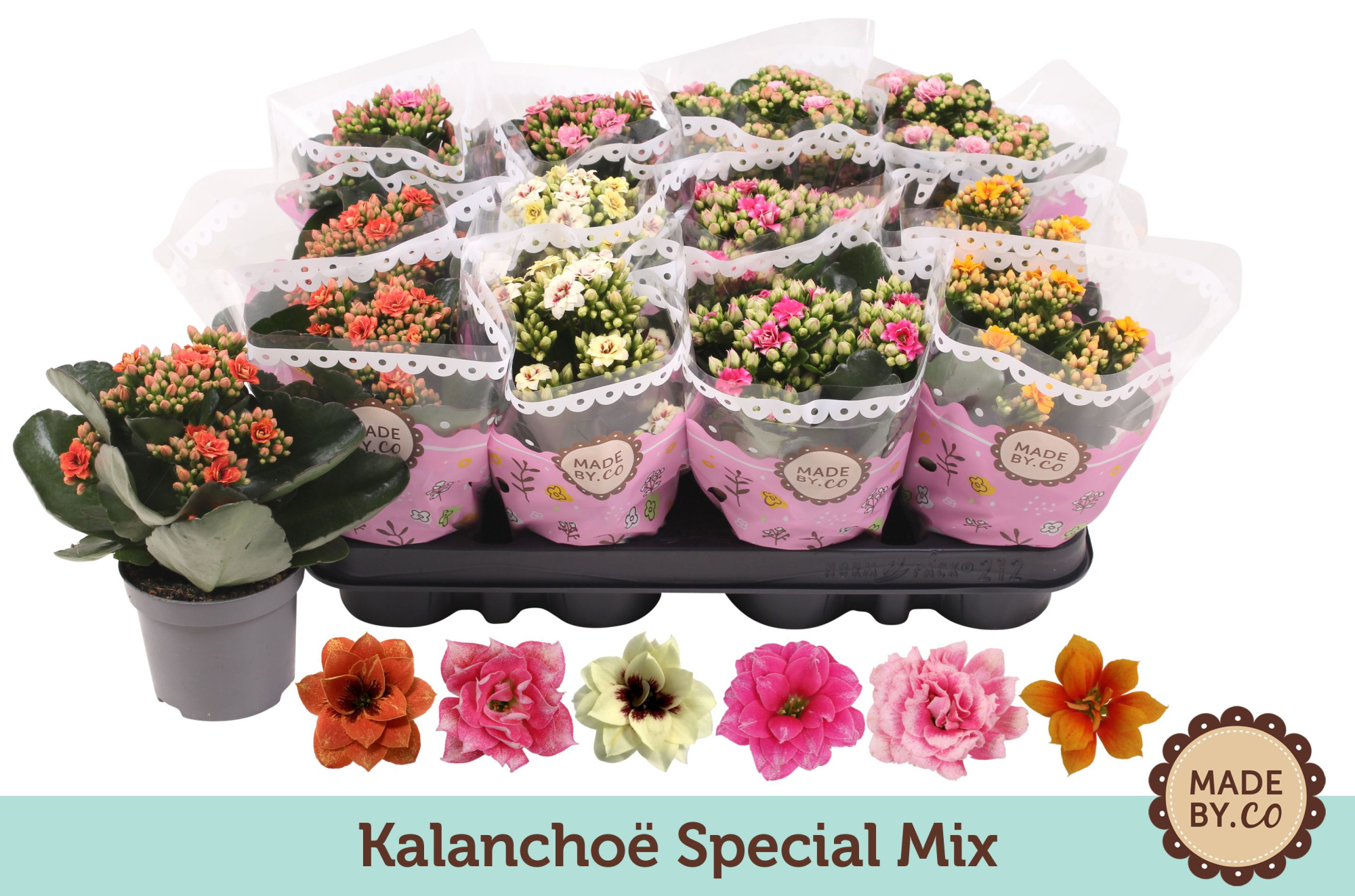Kalanchoë Special Mix, D 9 cm