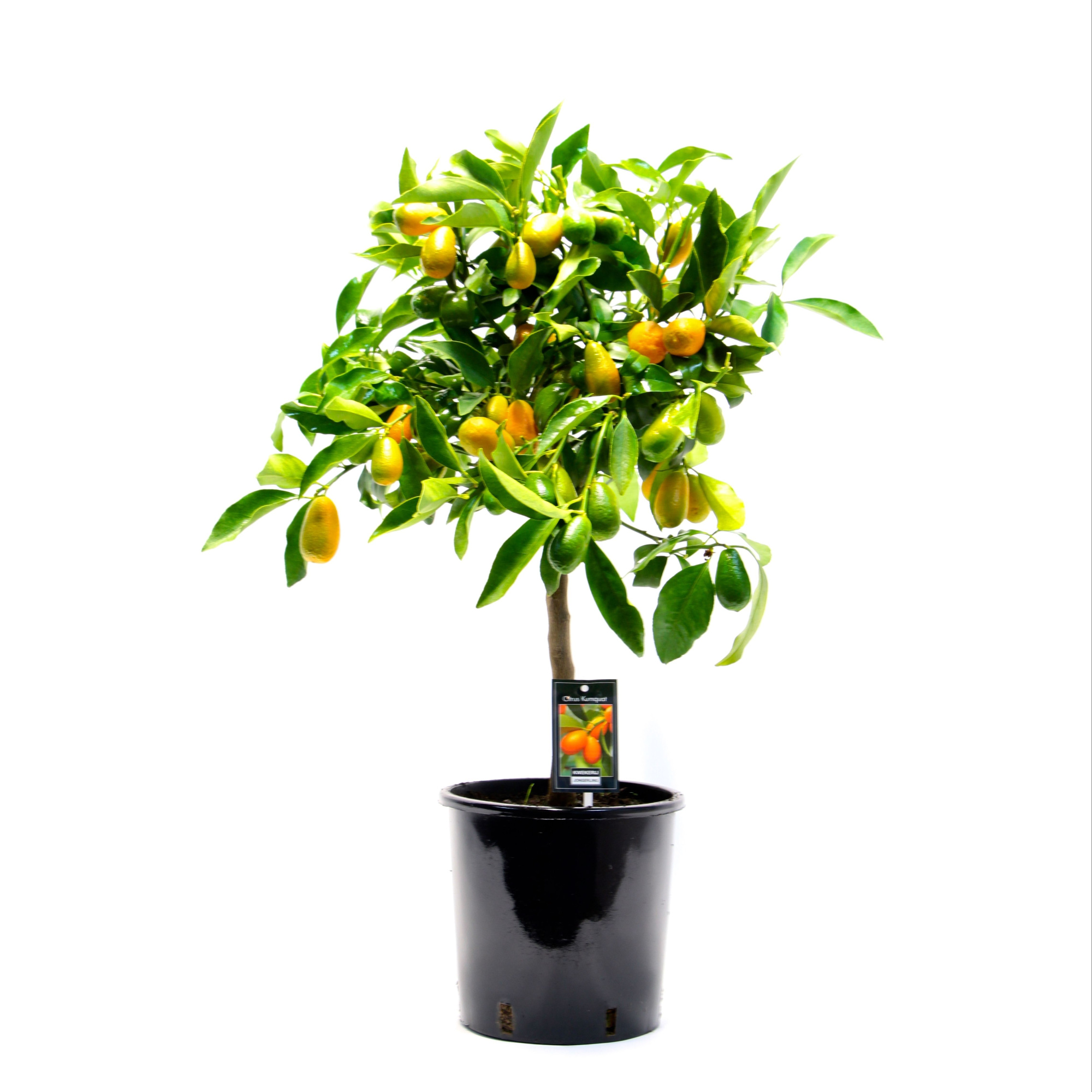 Citrus Kumquat gigante, D 22