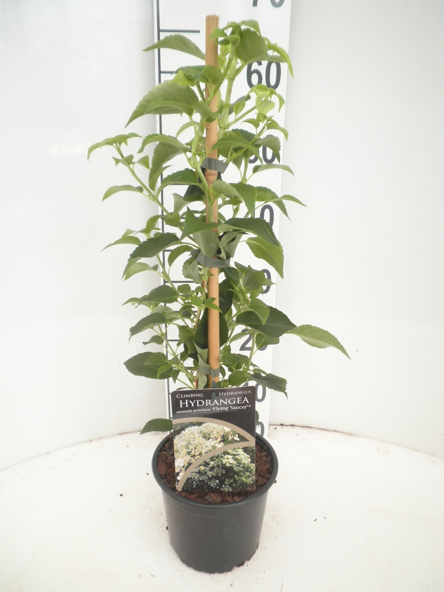 Hydrangea petiolaris Flying Saucer, D 17 cm